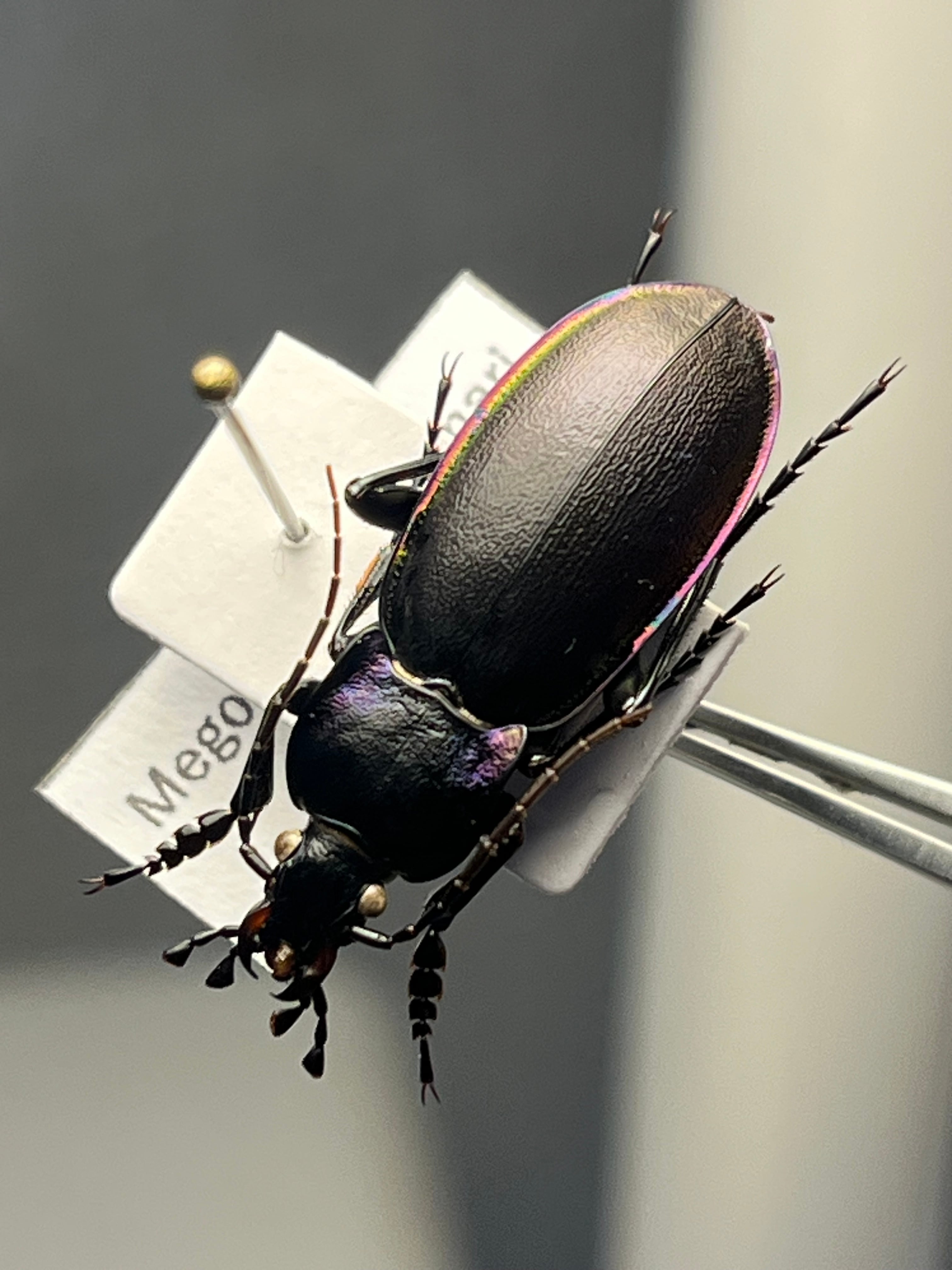 属内最大種】クビワオオツノハナムグリ カナブン ゴライアスオオツノ