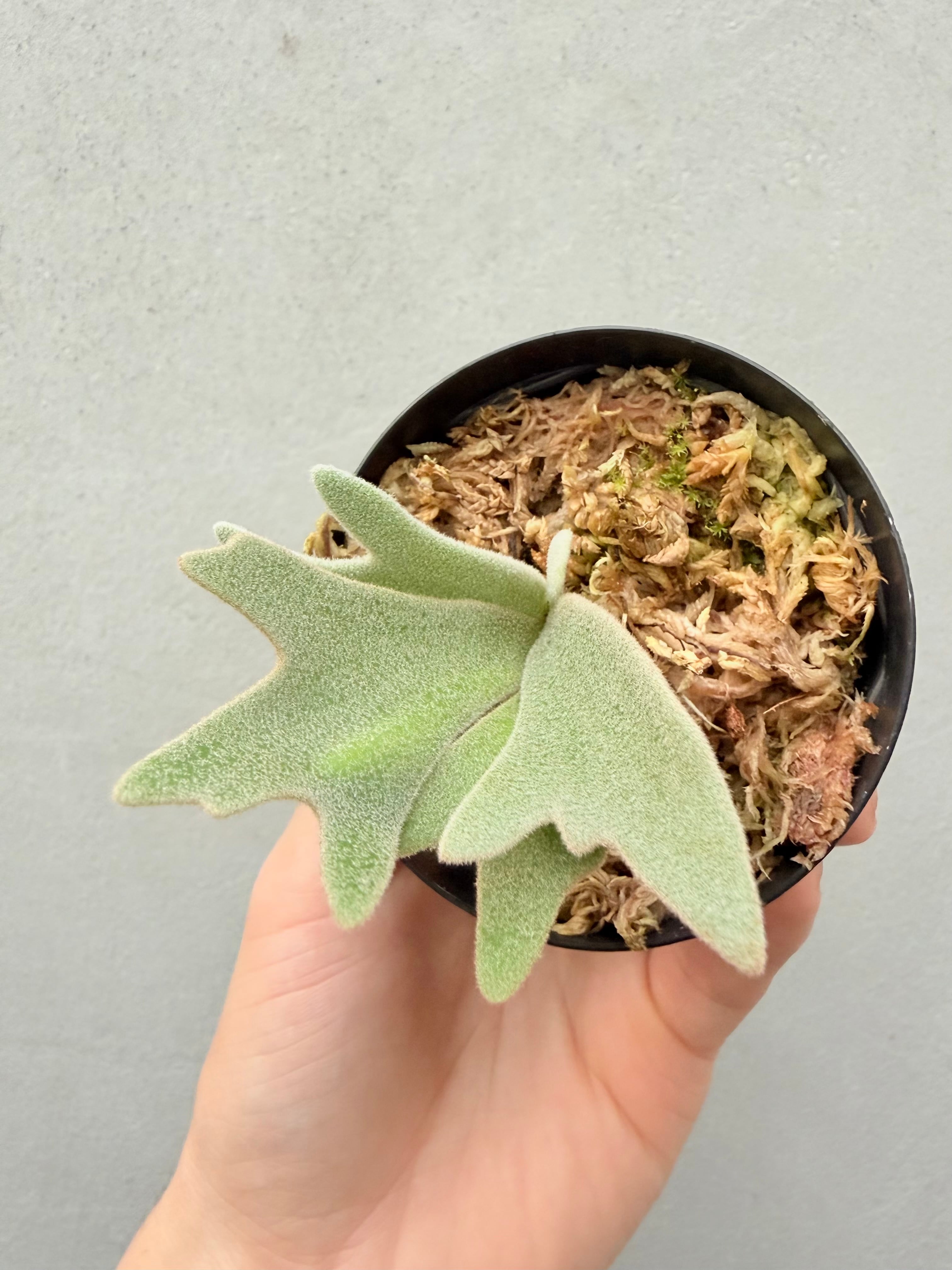 c) P. willinckii 'Frosty Maiden' spore grown ① ビカクシダ