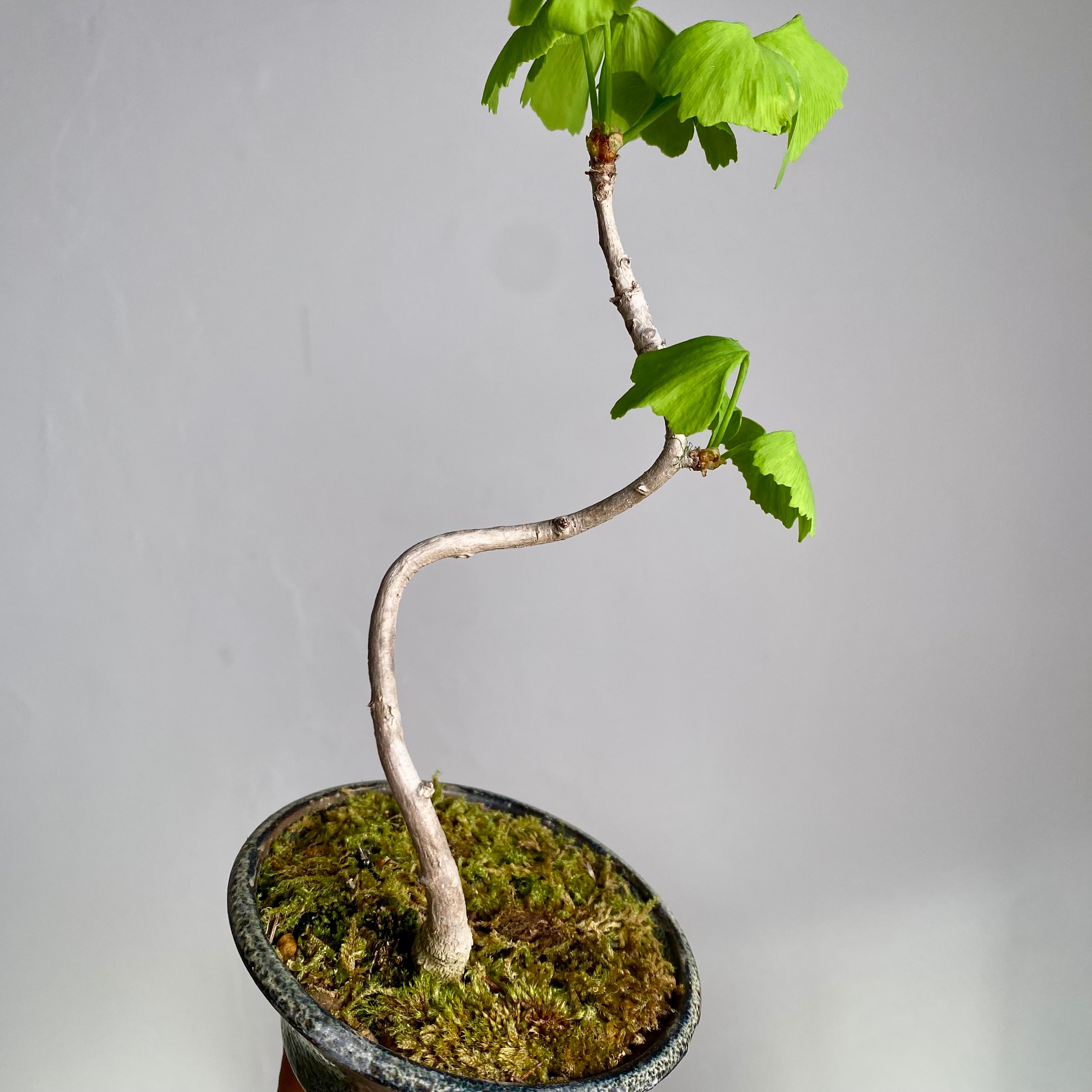 ミニ盆栽 イチョウ | BONSAI Labo ウェブショップ