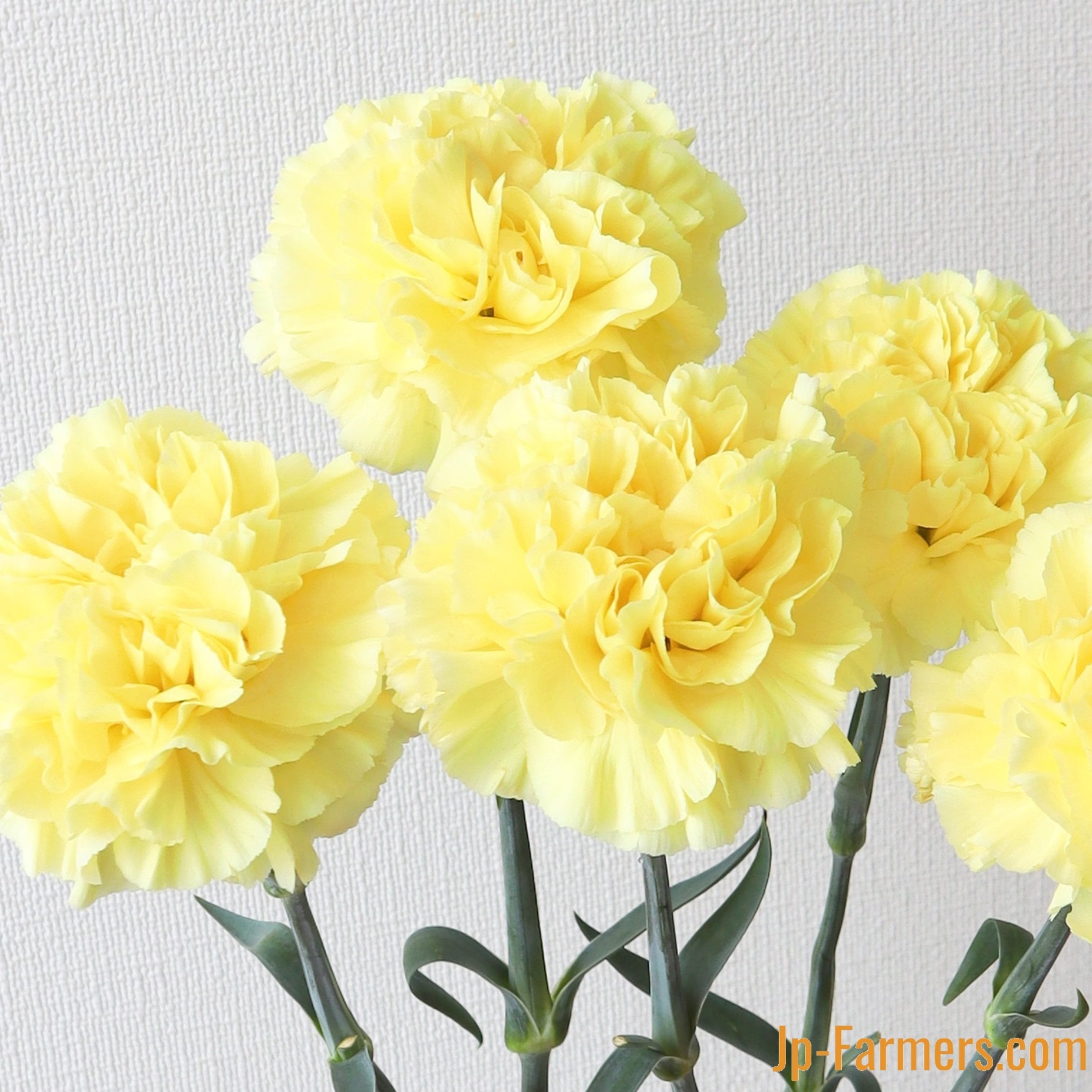 MOTHER'S DAY 真鍋農園 カーネーション ミナミ イエロー | 新鮮お花