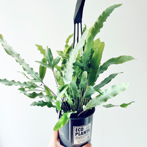 フレボディウム ブルースター 観葉植物 calm cafe