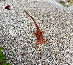 フトアゴヒゲトカゲ・ダークレッドトランスレザー