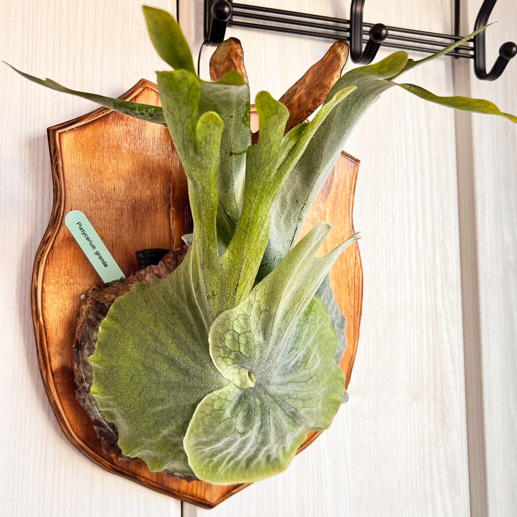 ビカクシダ グランデ 板付 【観葉植物 壁掛け コウモリラン