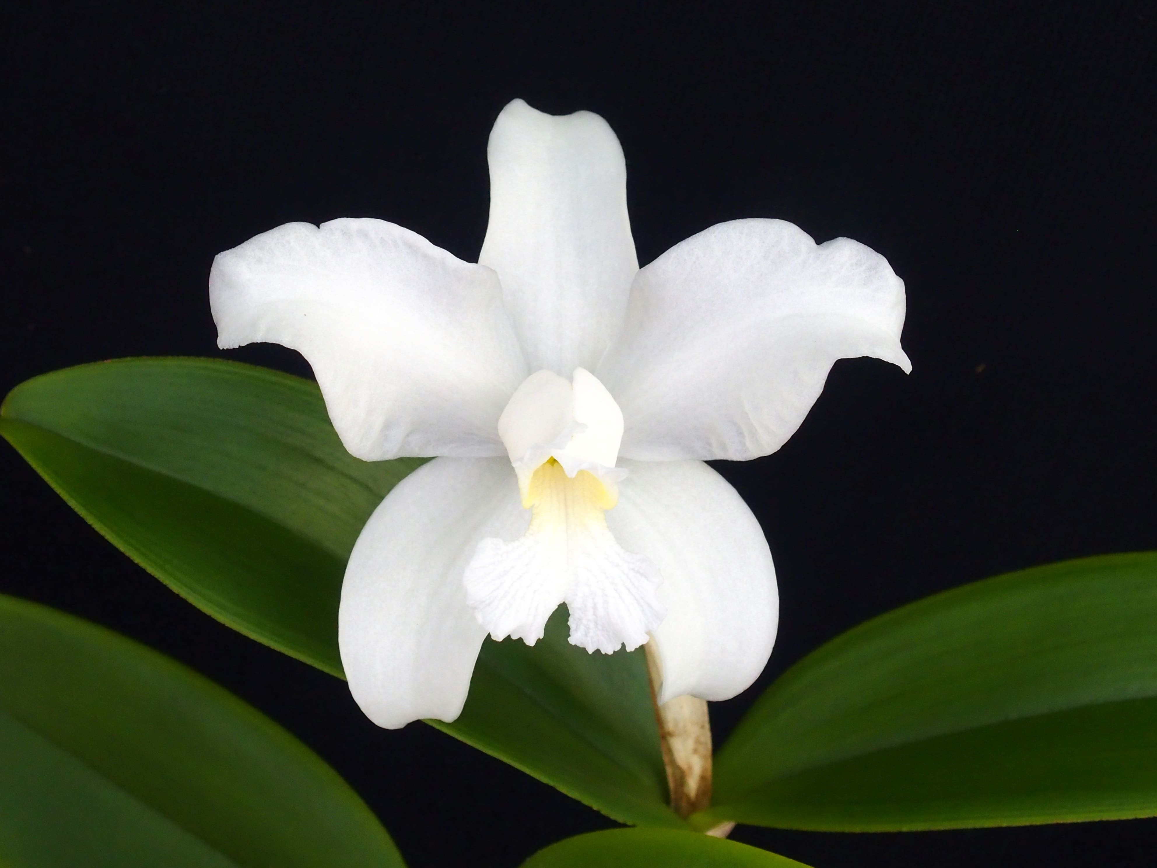 カトレア原種 | ワカヤマオーキッド