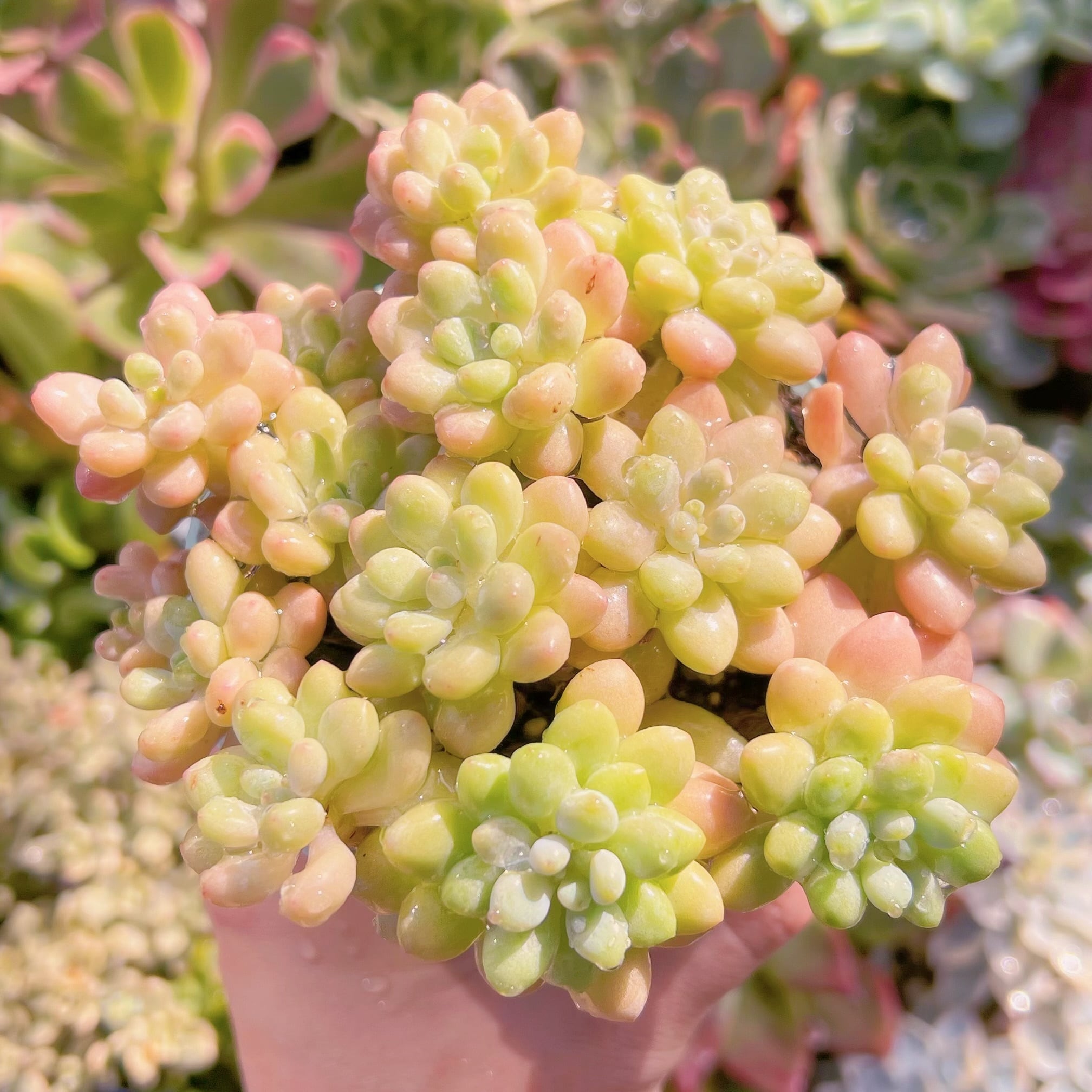 多肉植物 ストロベリーミルク錦 カット苗 【公式通販】