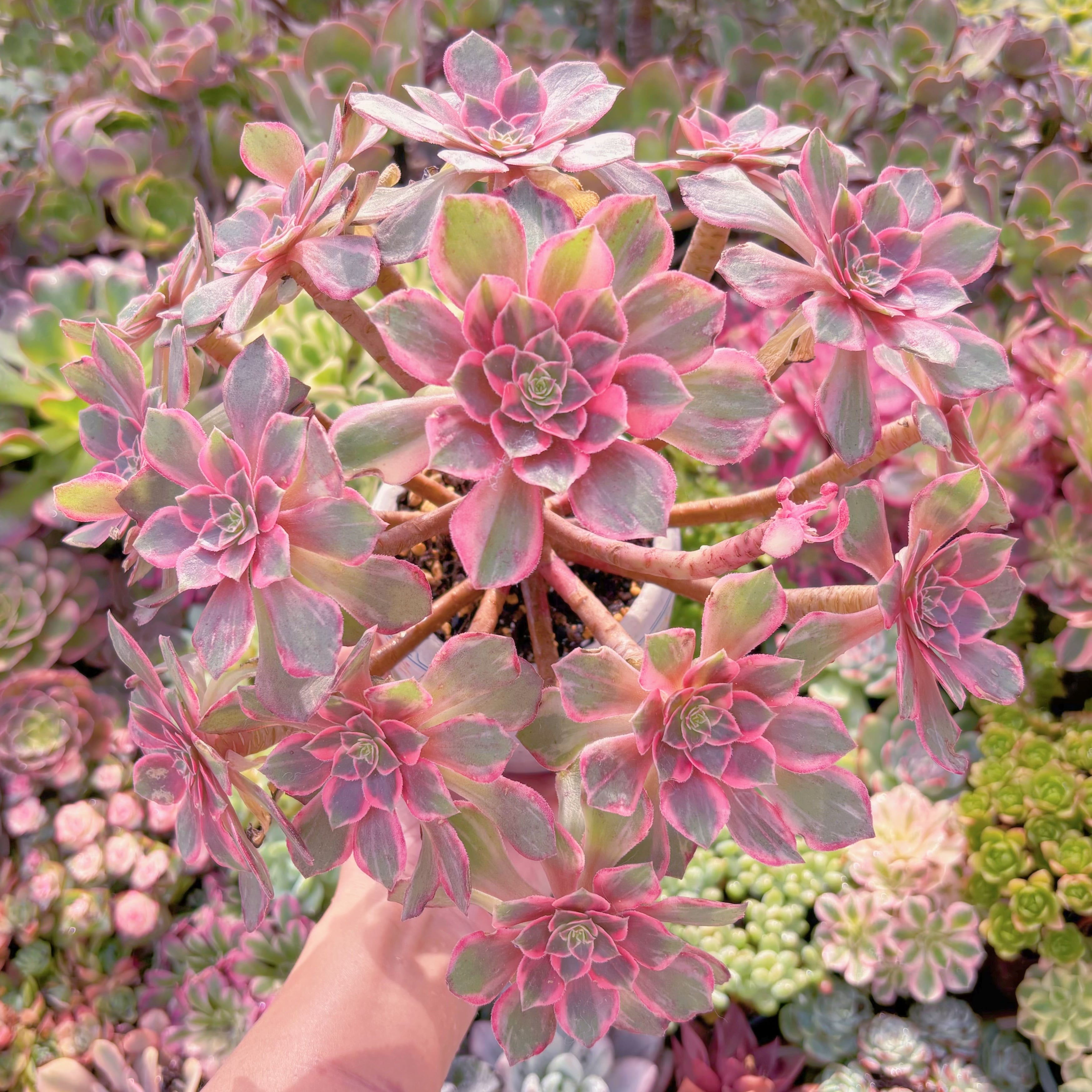 現品　新品種　万華鏡#A059　特大群生　在庫僅少　新入荷　るる農園