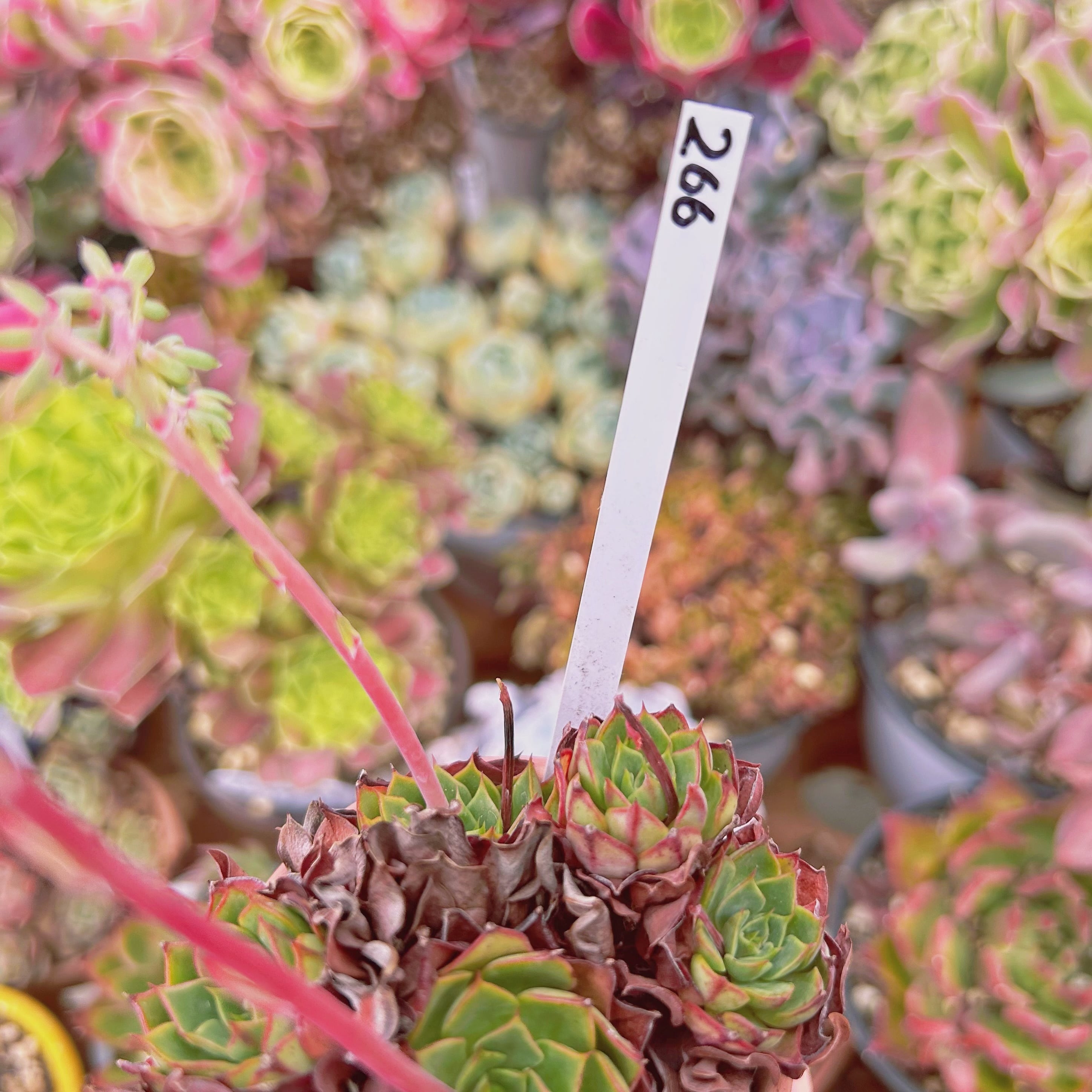266現物 多肉植物 ラブファイア 抜き苗 | るる農園~多肉植物専門