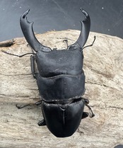 【WD】《西ペレンヒラタ(スラウェシオオヒラタ) 88.5mm ペア