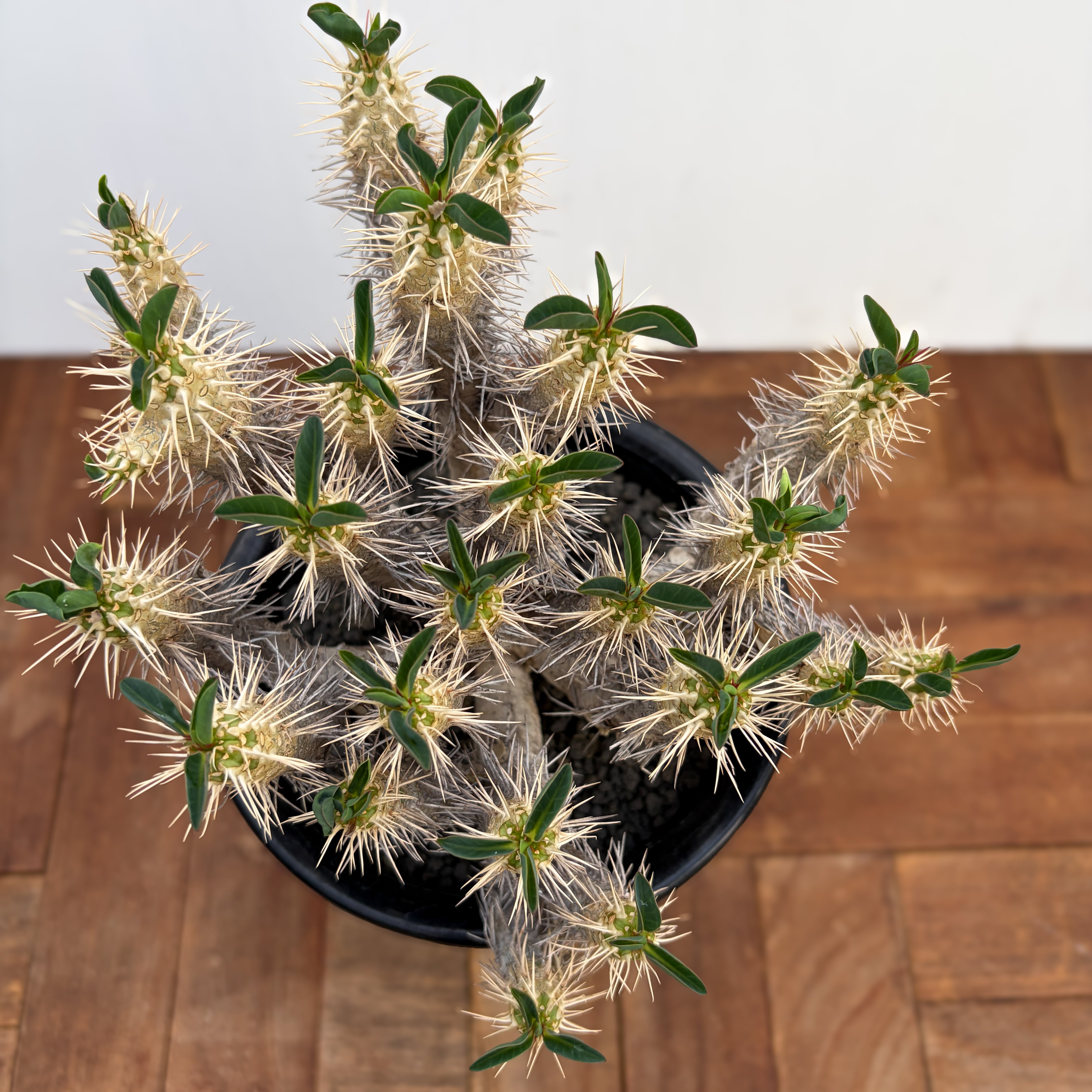 Euphorbia guillauminiana【ユーフォルビア・ギラウミニアナ