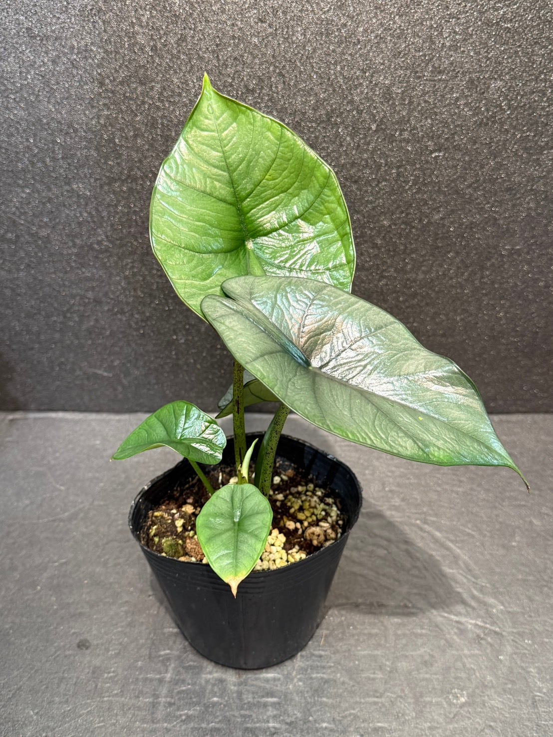 アロカシア・レギネ 4号 | 観葉植物と雑貨のお店 VIVAGREEN