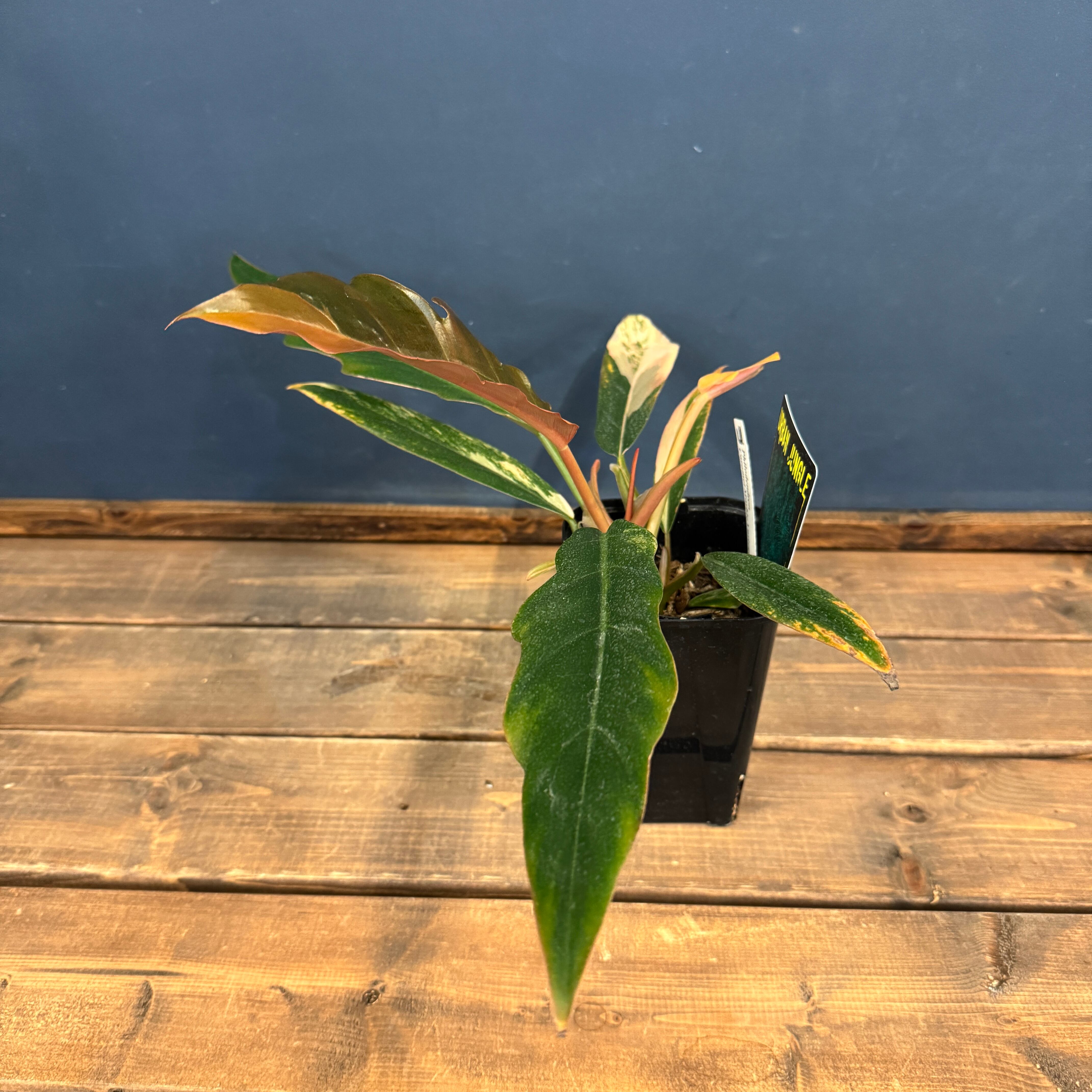 クリアランス】フィロデンドロン キャラメルマーブル【874