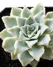【NEW-STANDARD】 水耕栽培苗 サウザンドスノー Echeveria 'Thousand Snow'