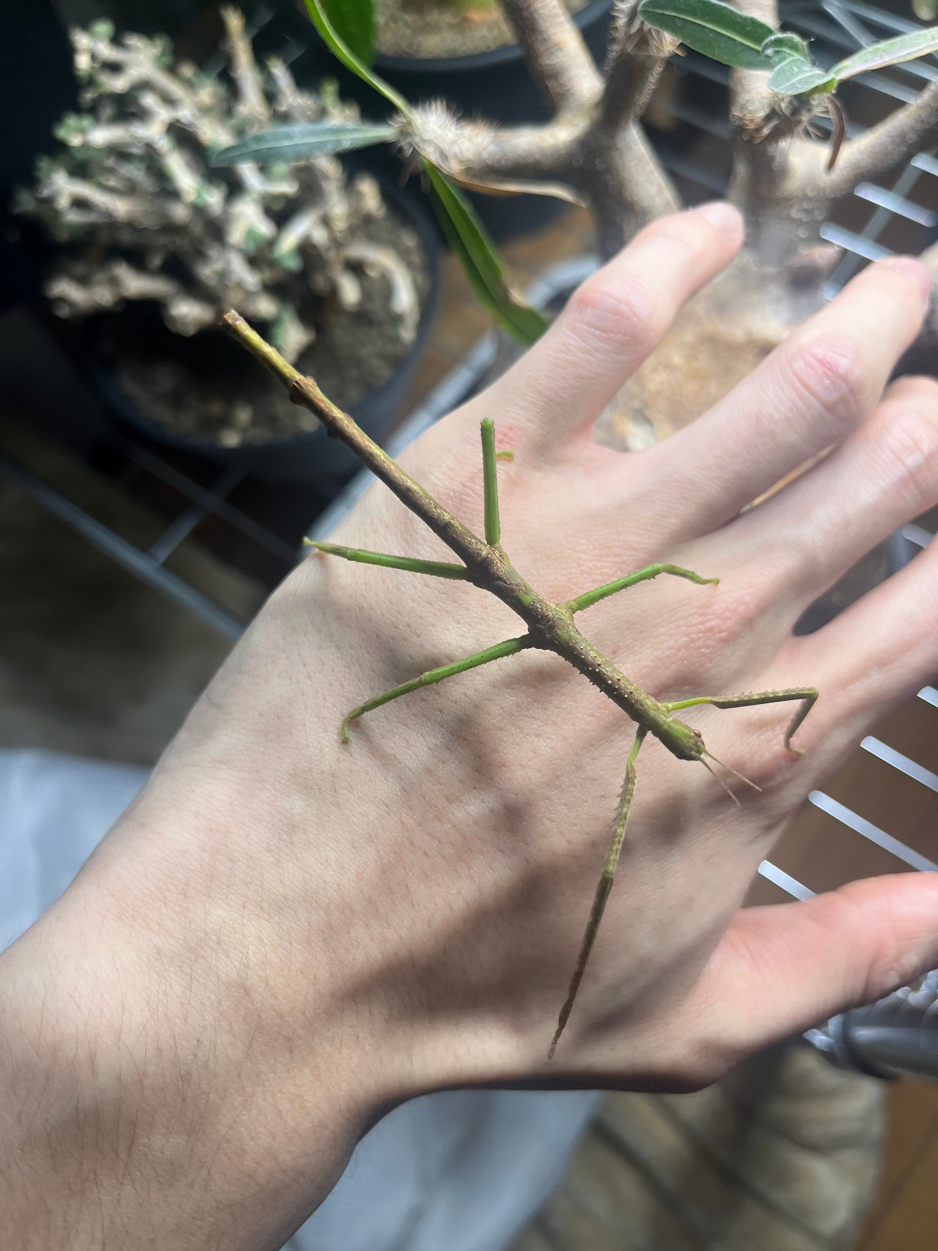 幻の七節】ギガスオオトビナナフシの幼体 コノハムシカマキリ