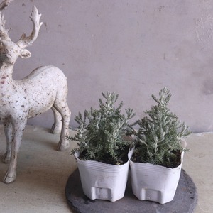 サントリナ　シルバーリーフ　寄せ植えにオススメ　