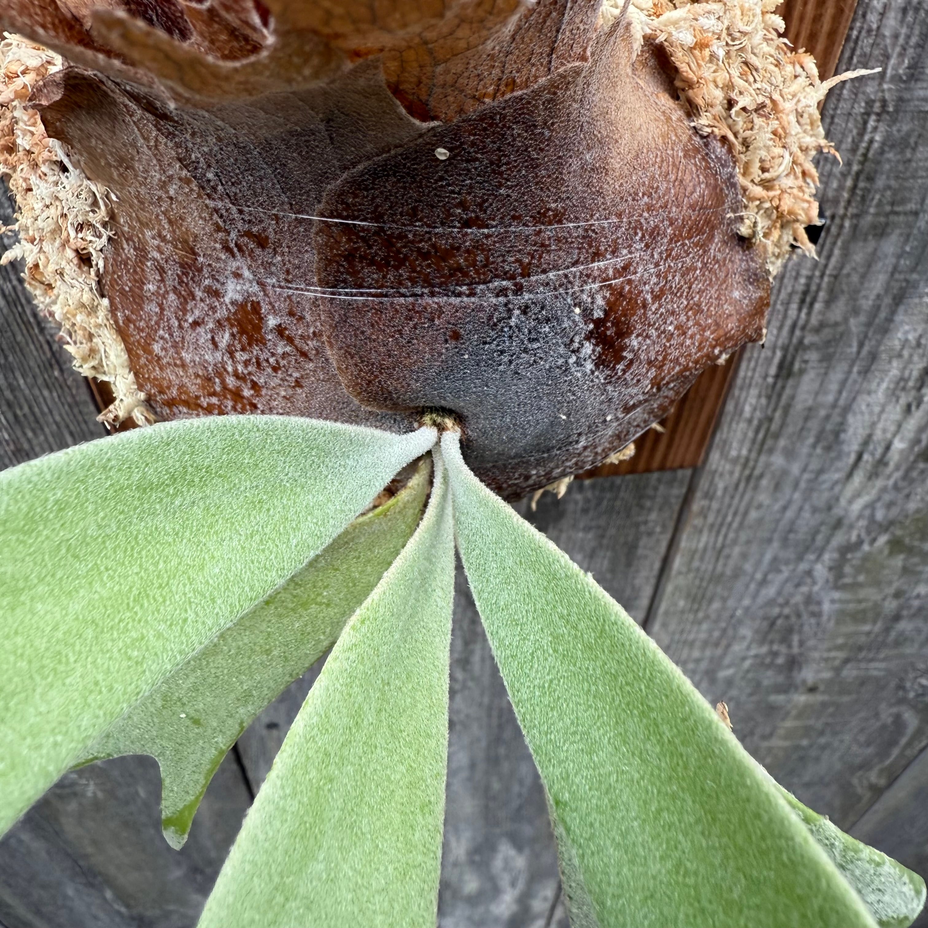 P. willinckii YAL (Mix Sporeling) | naturefix