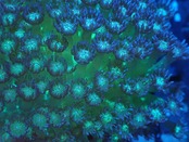 Goniopora BaliGlitter
