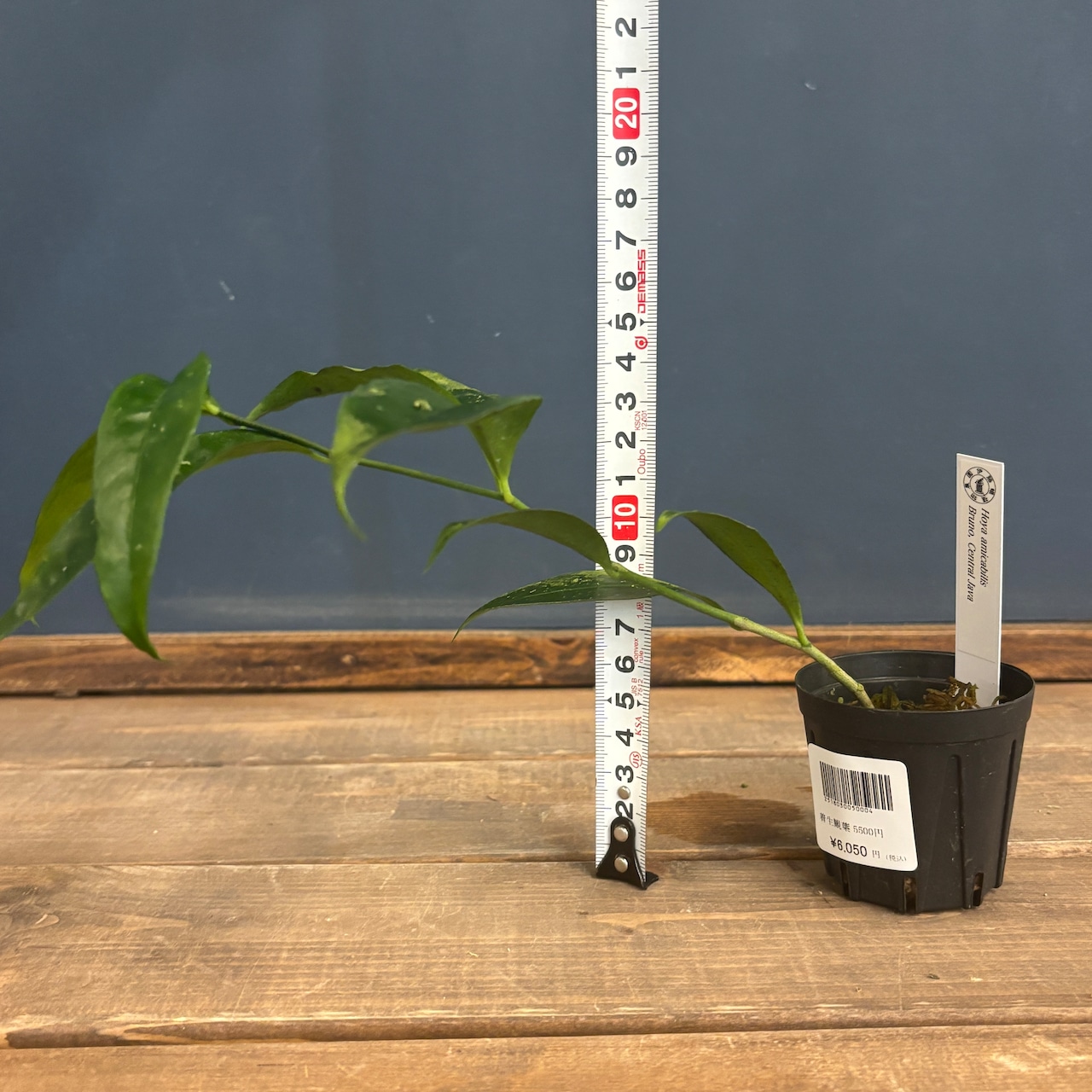 ホヤ amicabilis Bruno, Central Java【1046】