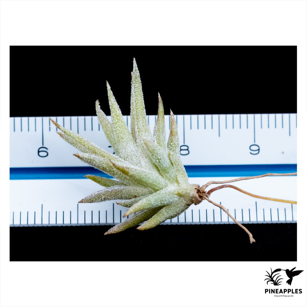 Tillandsia Vanhyningii Minor 速達発送 Vanhyningii minor × Apretado 速達発送