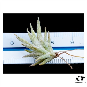 Tillandsia ionantha var. vanhyningii (Compact Form)