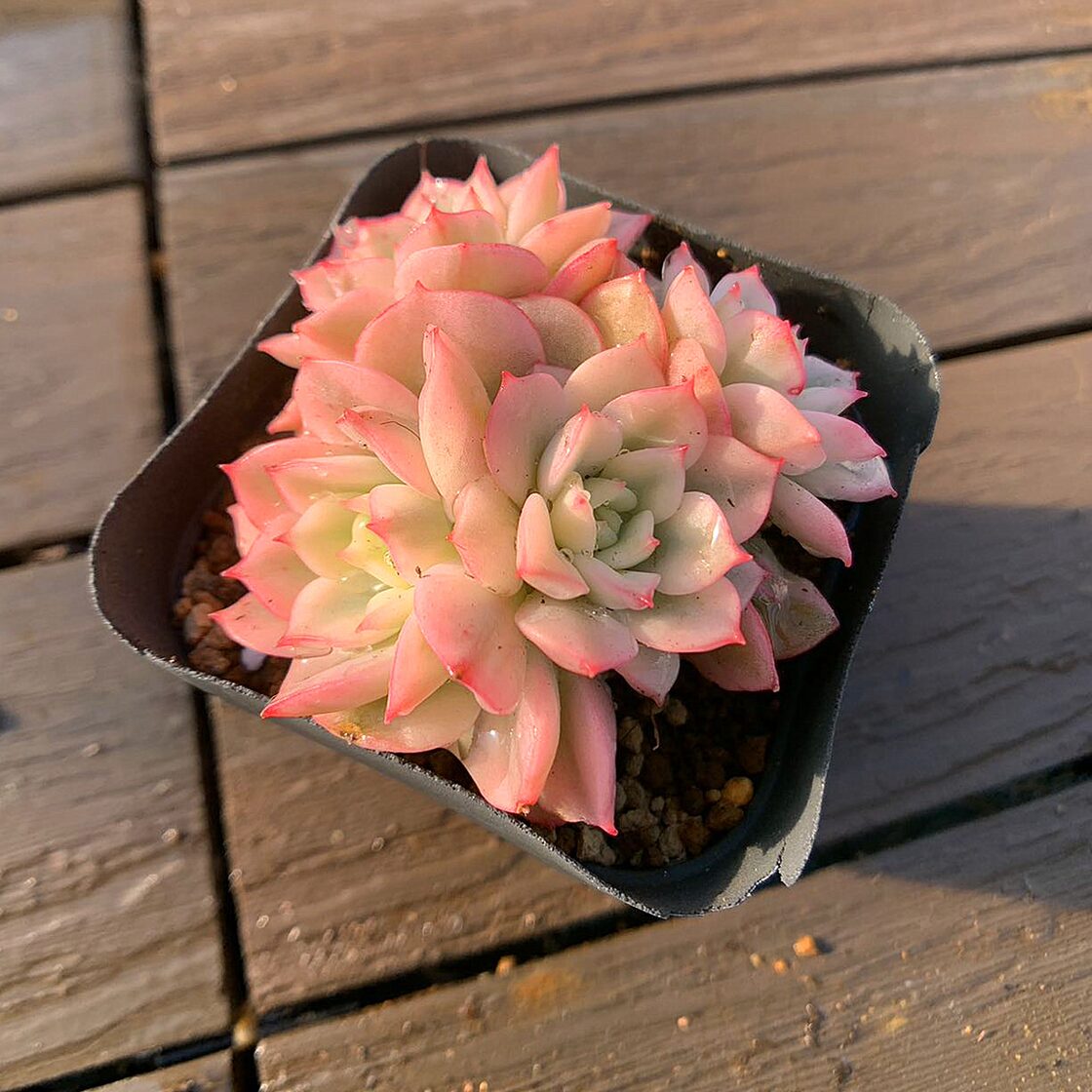 農園直売 多肉植物 寄せ植え エケベリア属 デレンオリバー錦（群）観葉 