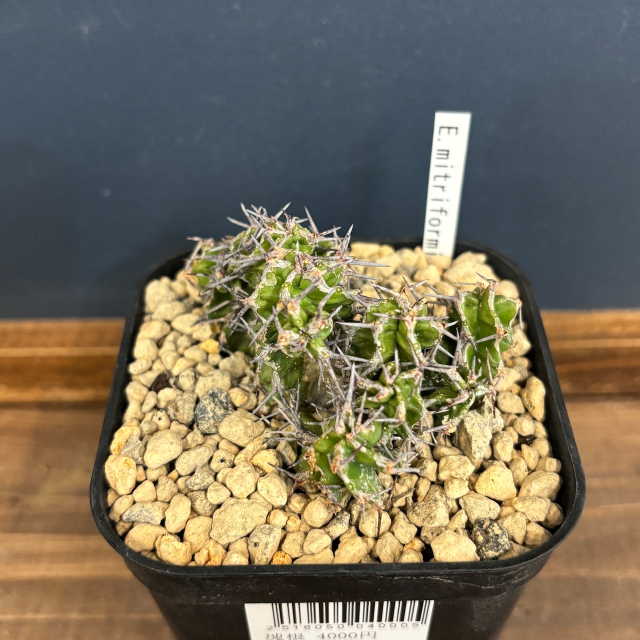 ユーフォルビア ミトリフォルミス【749】