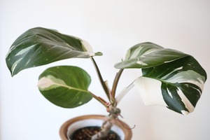 【M】フィロデンドロン ホワイトナイト/Philodendron White Knight ※マンゴーウッドポット別売り