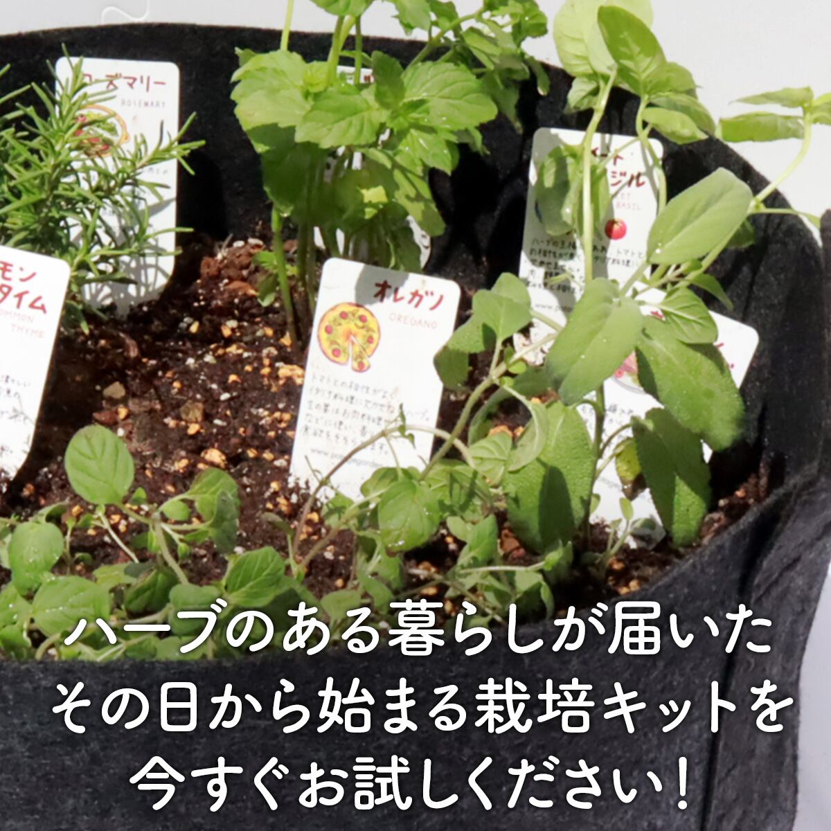 ハーブ 栽培キットS 苗3個（黒フェルトプランター S 直径20cm