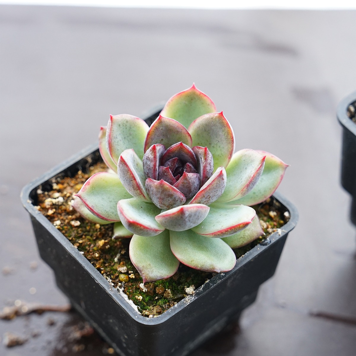 ラブリーローズ錦 四頭美斑入り 多肉植物 エケベリア 栄え 