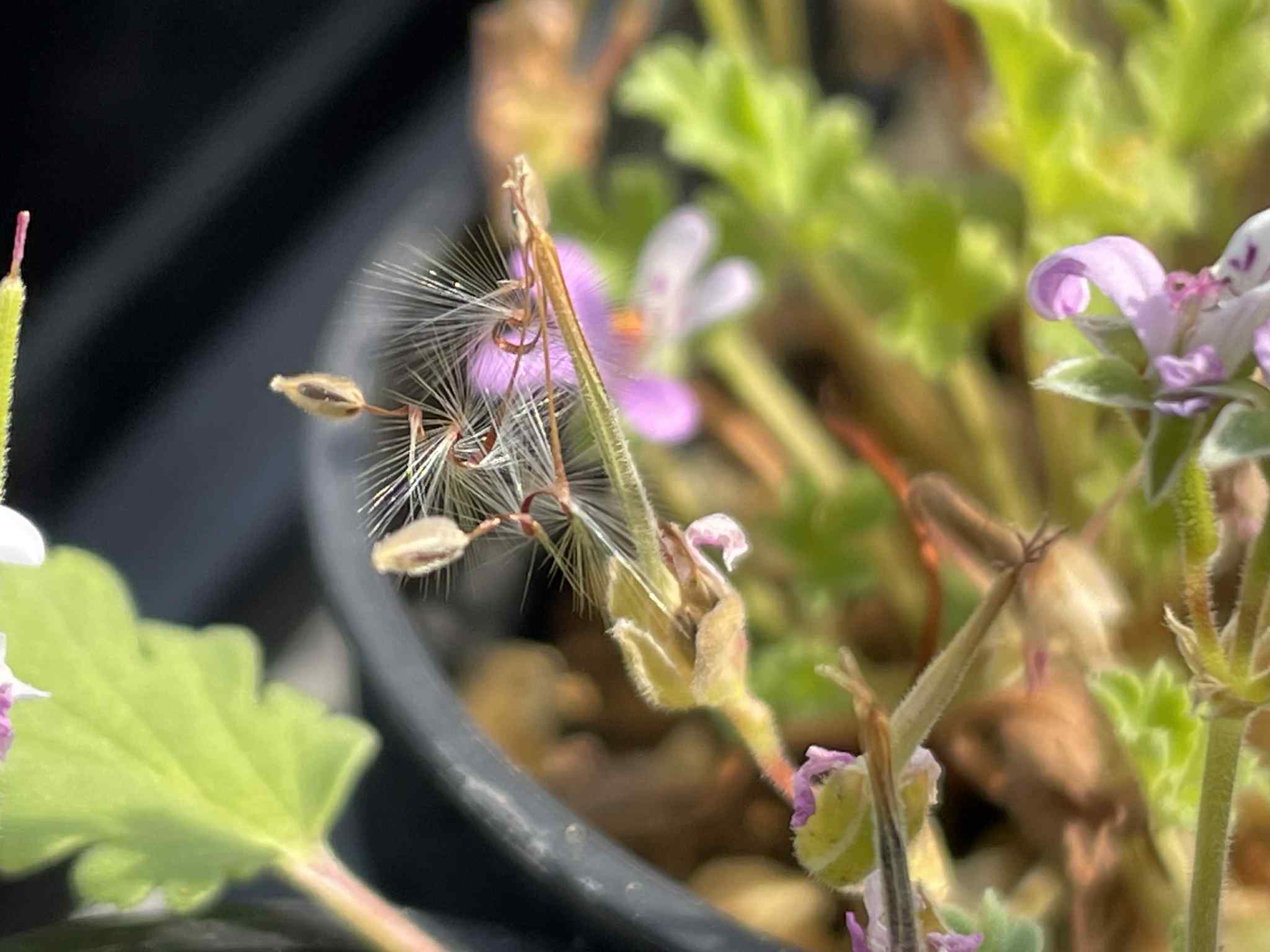 ペラルゴニウム・ナヌム/Pelargonium nanum【種子5粒】 | Noah's ART