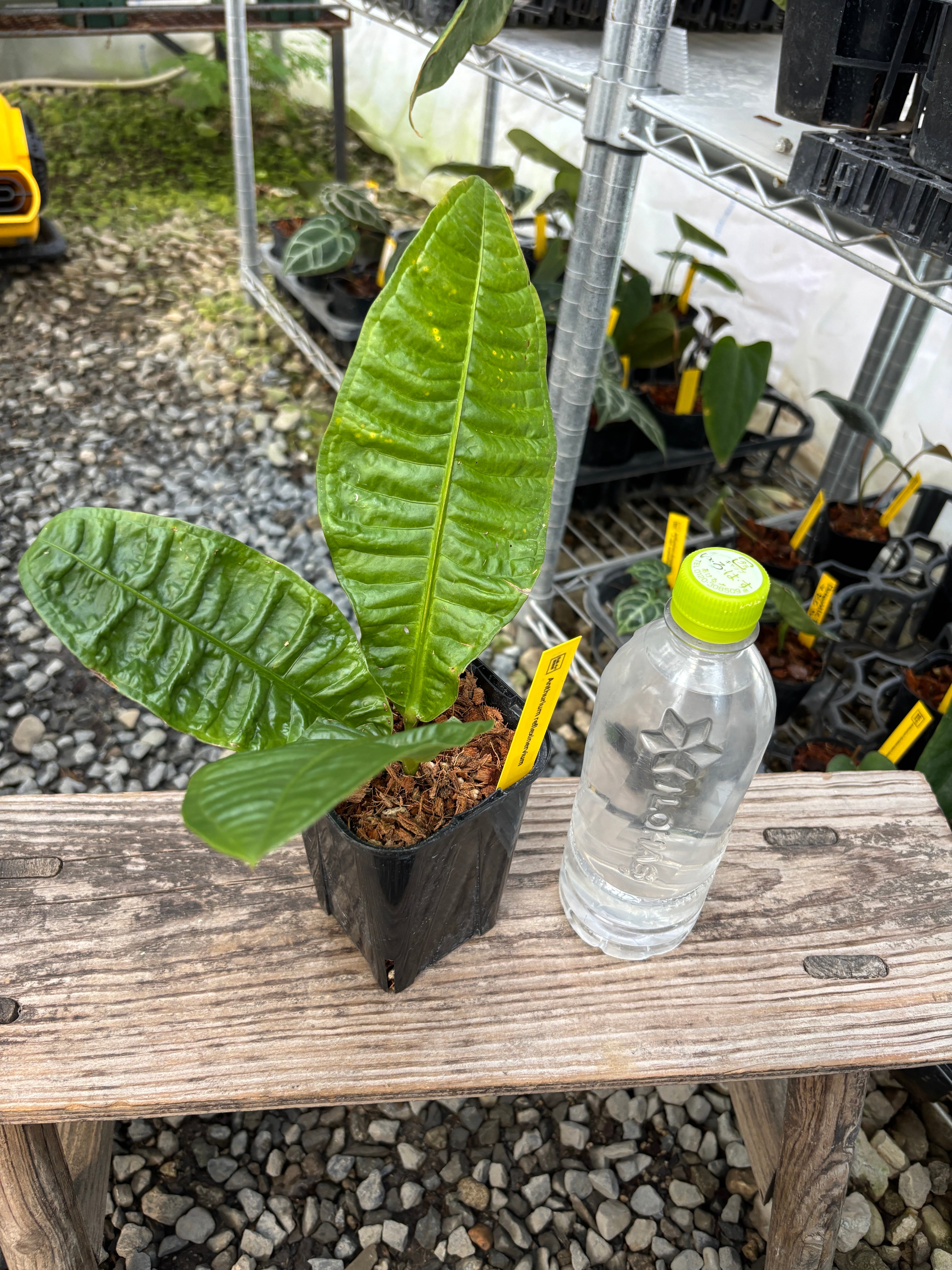 57 アンスリウム　Equator ナイトバット×ドリームビルダー　激レア新品種 Anthurium | BALI-AN 園芸