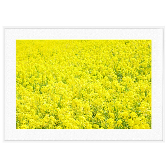 春写真 一面の菜の花畑 インテリアアートポスター額装 AS3513