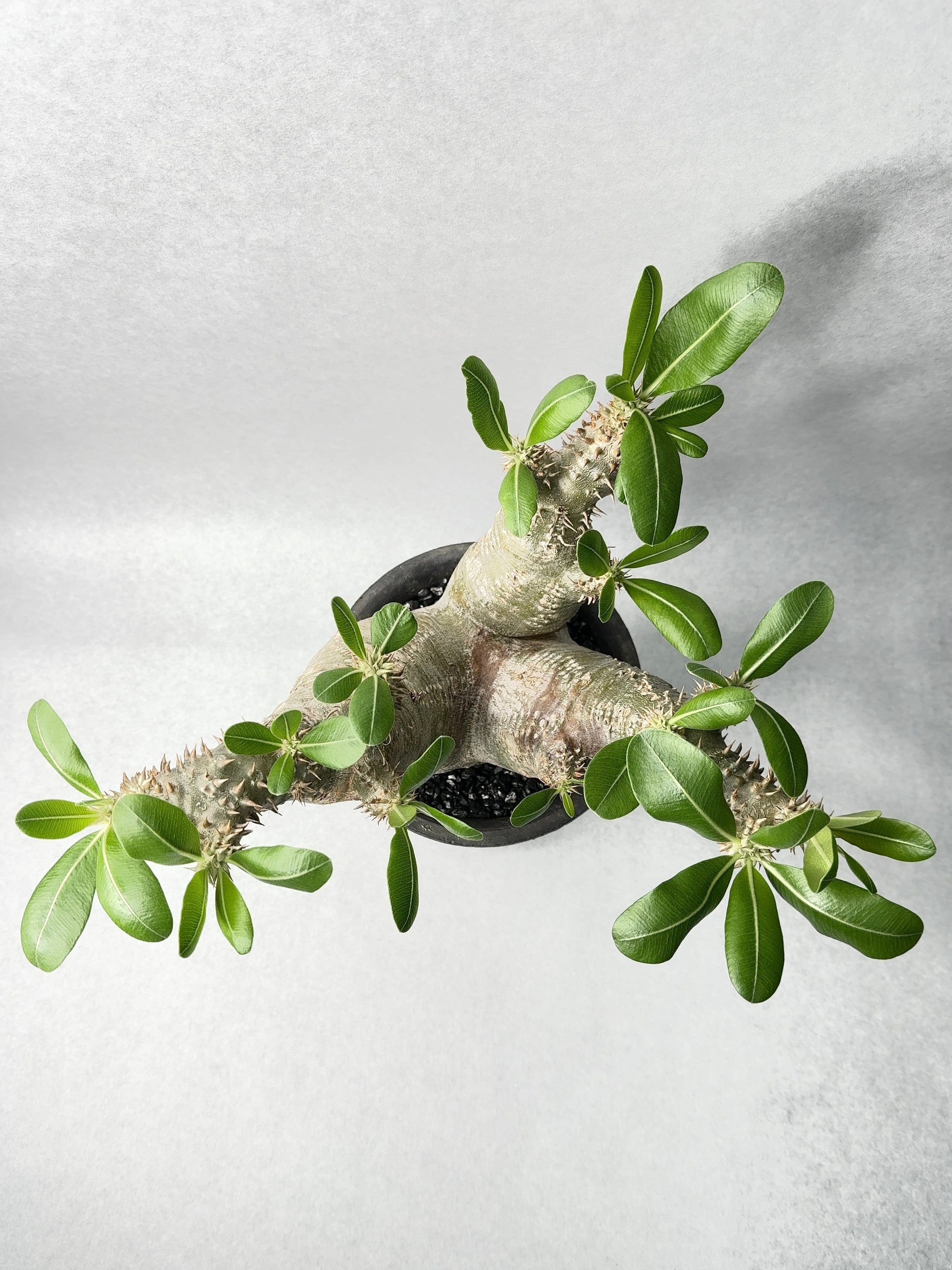 パキポディウム・エブレネウム | trigger