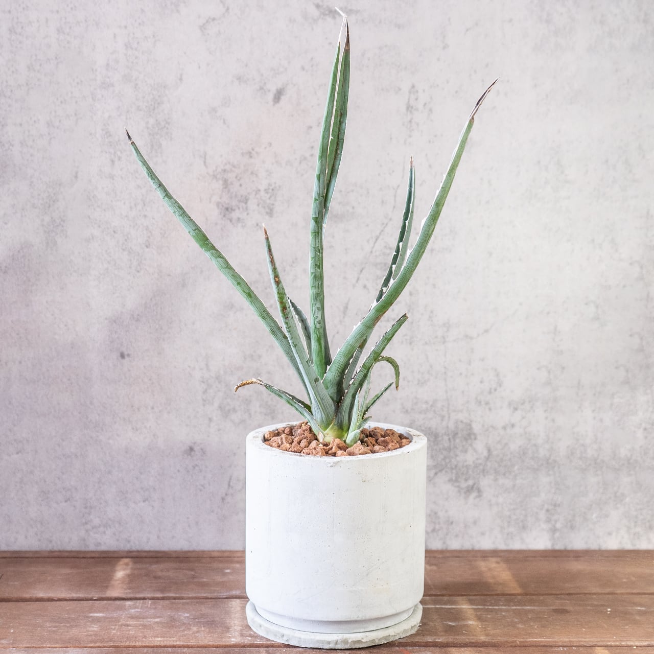 鋭い棘と細い葉が放射状に伸びるアガベ・キシロアカンサ。全長45cmの迫力ある姿を、質感の良い手づくりモルタル鉢に合わせました。|虫発生抑制|送料全国一律850円