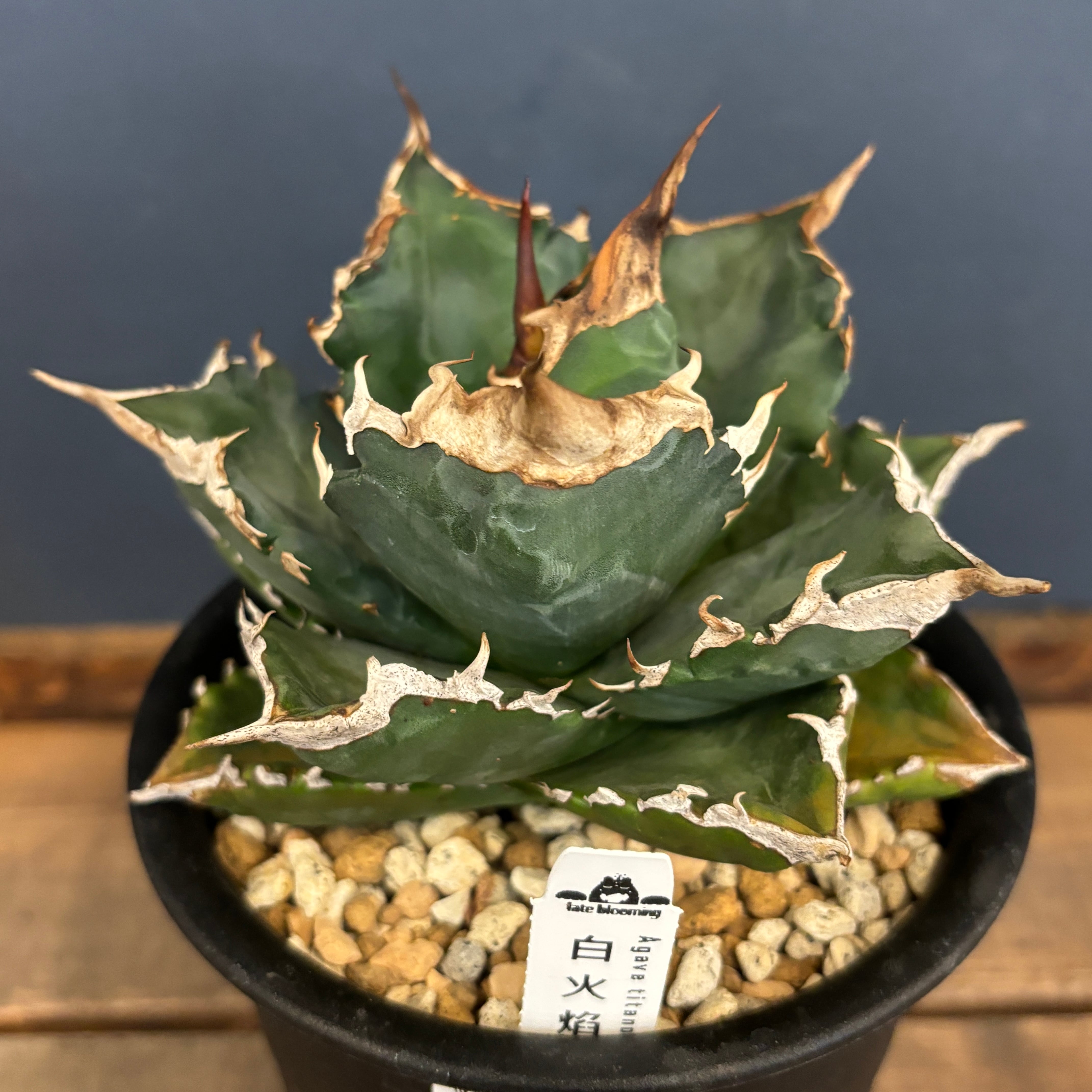 委)アガベ チタノタ 白火焔 ホワイトファイヤー【1092】