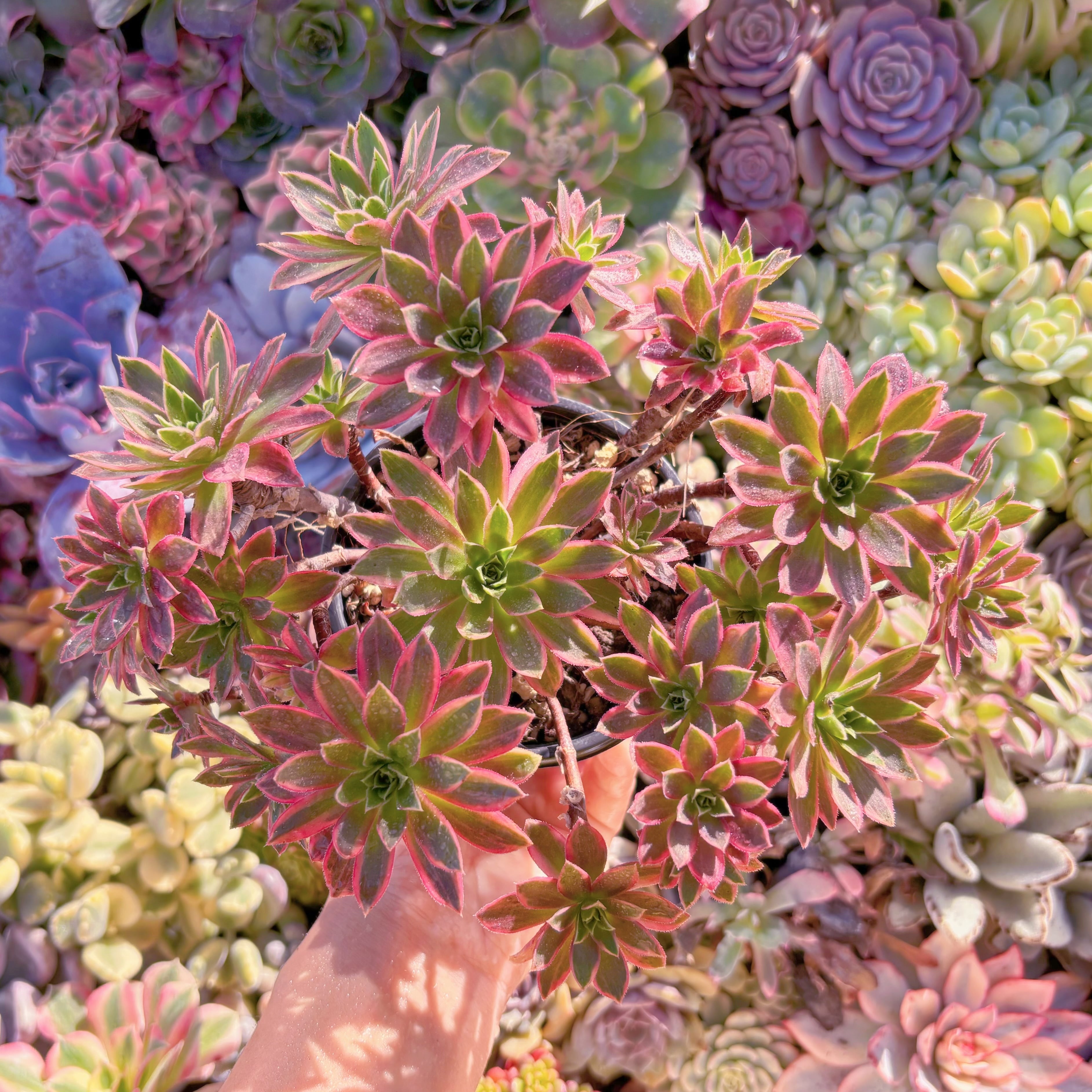 現品　鳳凰錦#F079　大群生　るる農園