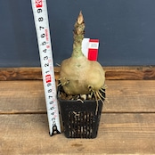 【クリアランス】Myrmecodia tuberosa "versteegii" Timika, Central Papua【1070】