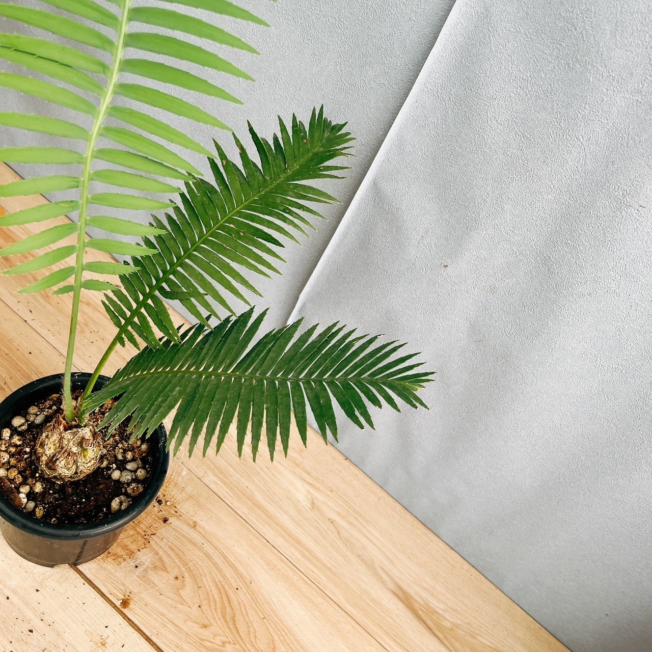 現品］【希少】J ディオーンスピヌロスム 5号 観葉植物 レア