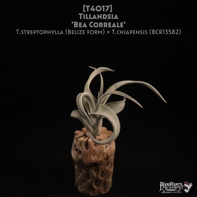 【送料無料】fasciculata × ionantha〔エアプランツ〕現品発送T3790