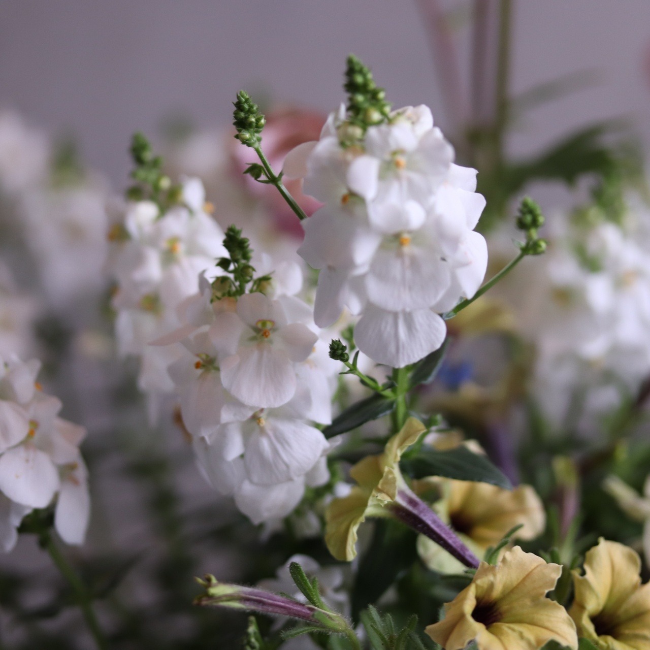 モンディマンシェ 寄せ植え｜ゲウム ピーチ＆ホワイト 春のナチュラルアレンジ｜届いてすぐ飾れる完成品｜玄関インテリア｜新築・開店・退職祝いギフト