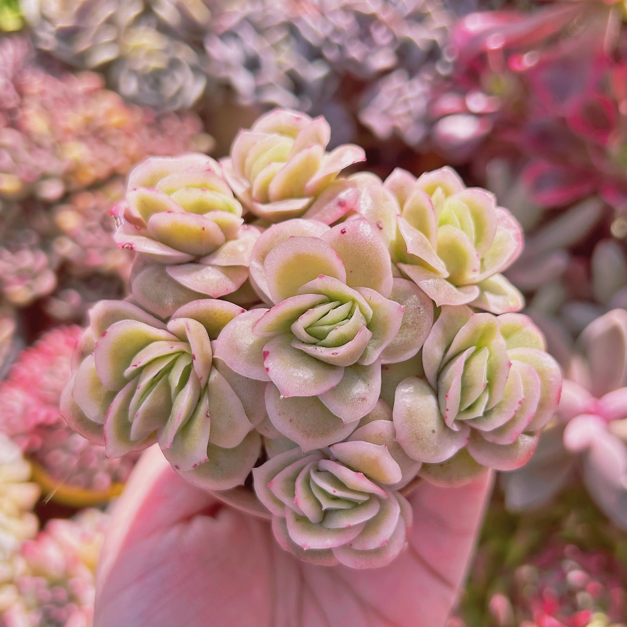 多肉植物　  アイスラブリーローズ錦　5頭以上