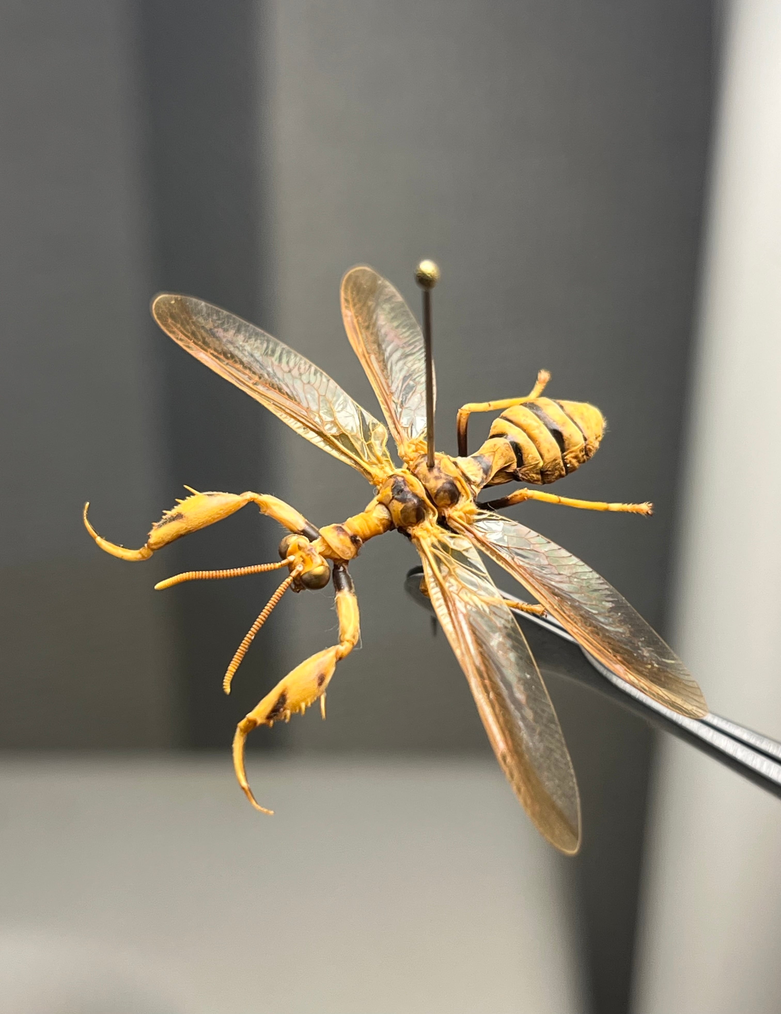 直翅類 | オモニキチュウ