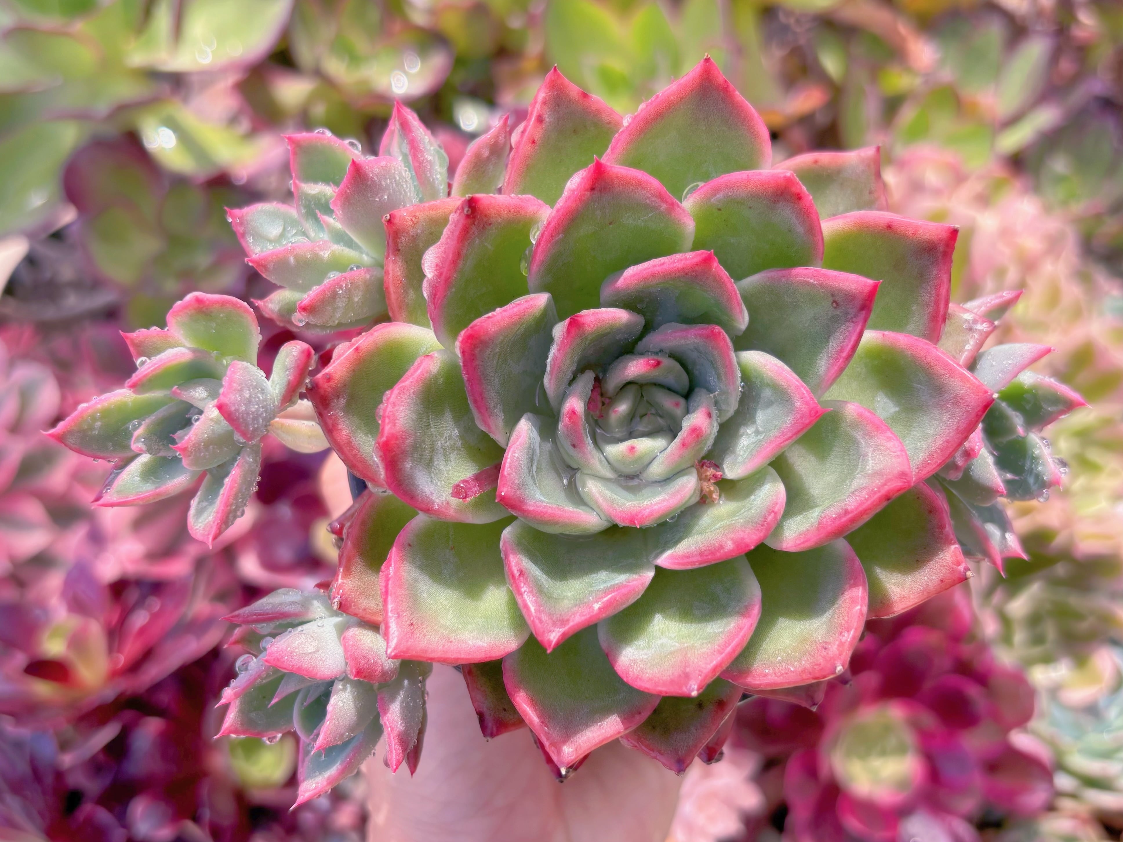 現品　プロティティ#082　るる農園