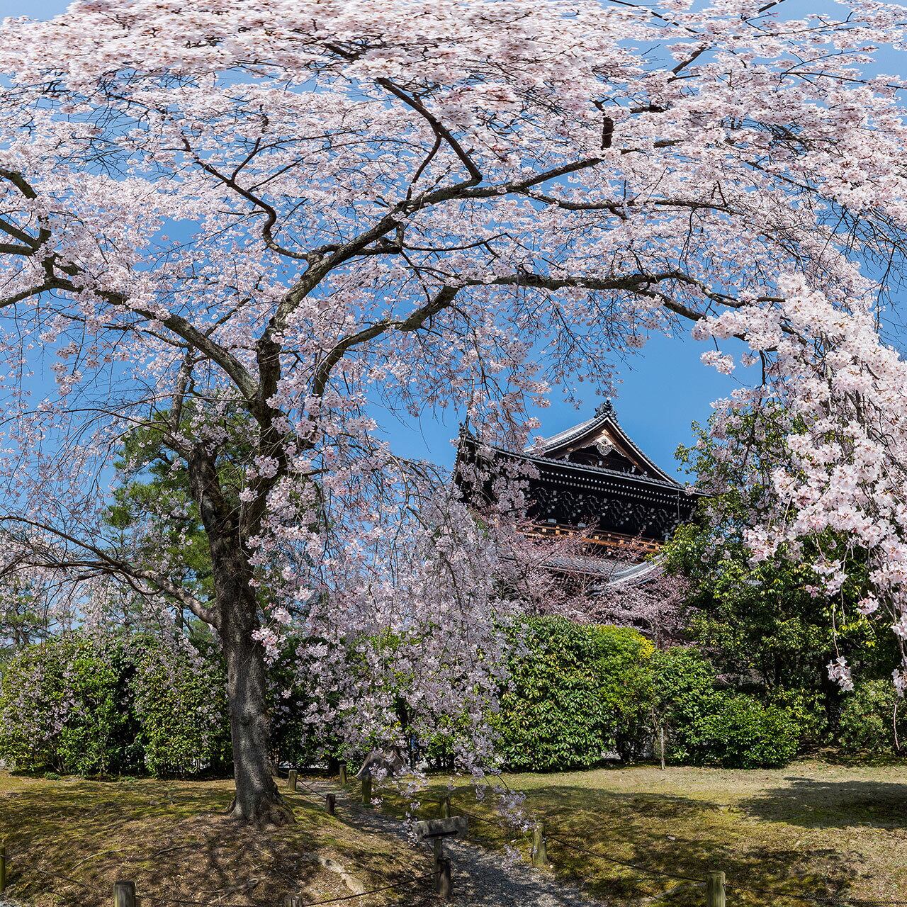 枝垂れ桜の咲く知恩院 友禅苑