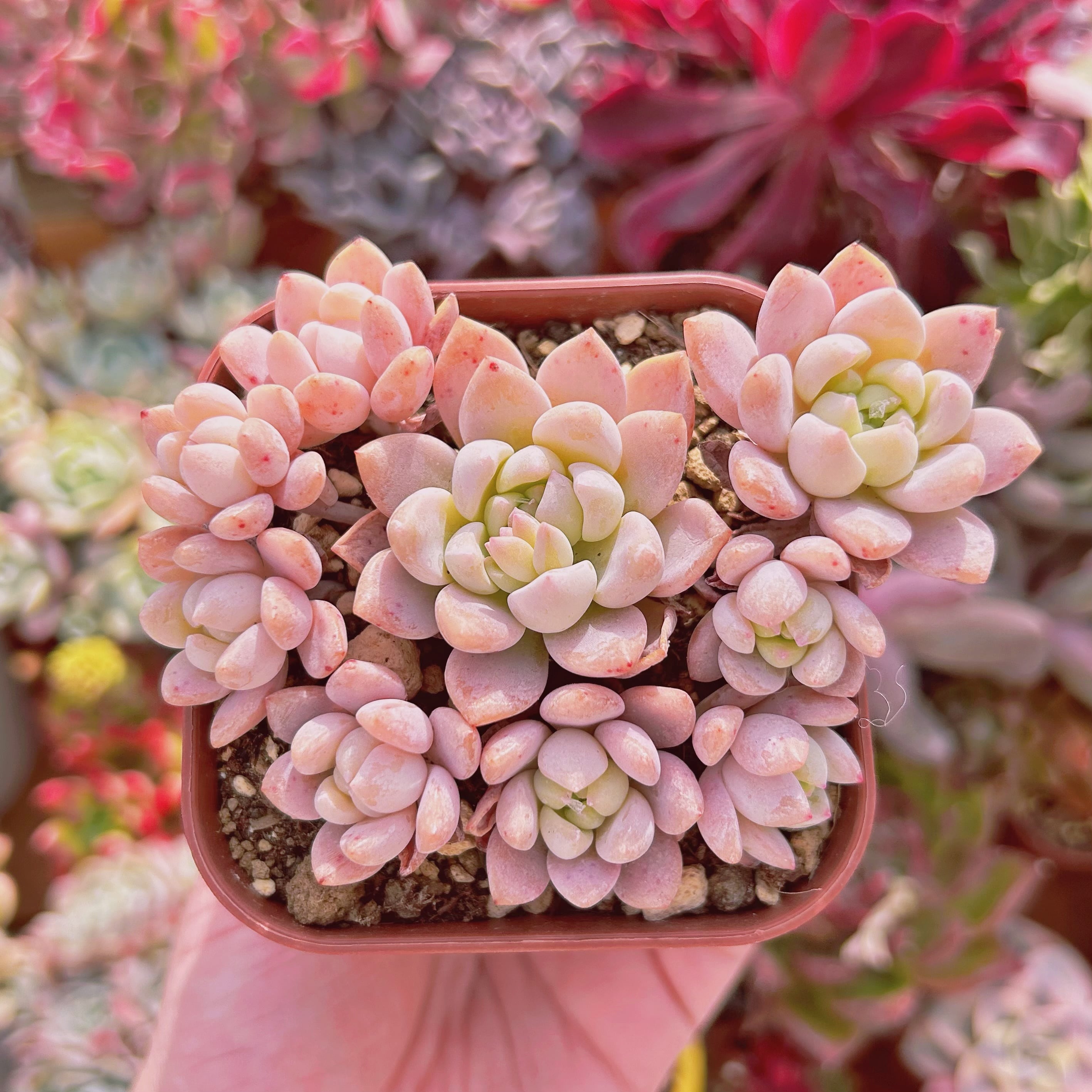 #536現物　多肉植物　千本桜