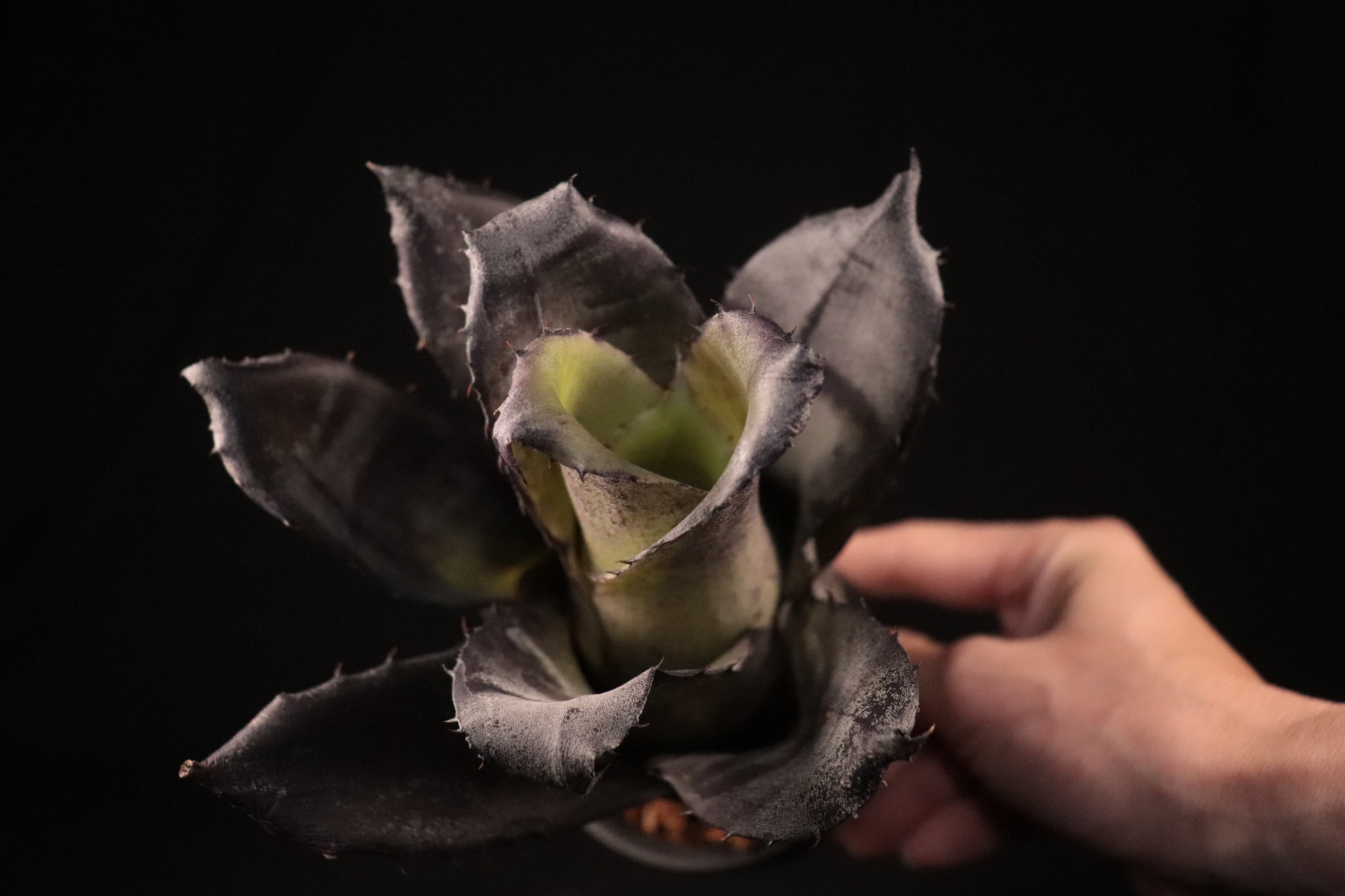 【抜苗】Hohenbergia 'Dark Matter' ホヘンベルギア 送料無料】 Hohenbergia leopoldo-horstii Black form