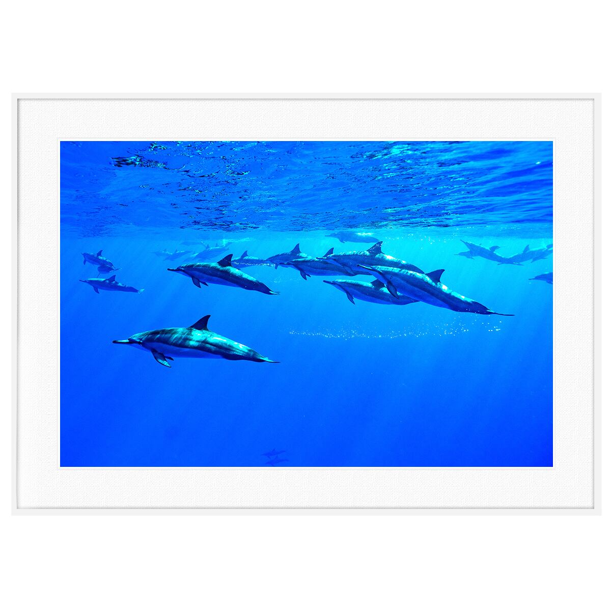 夏写真 イルカ インテリアアートポスター額装 AS0520
