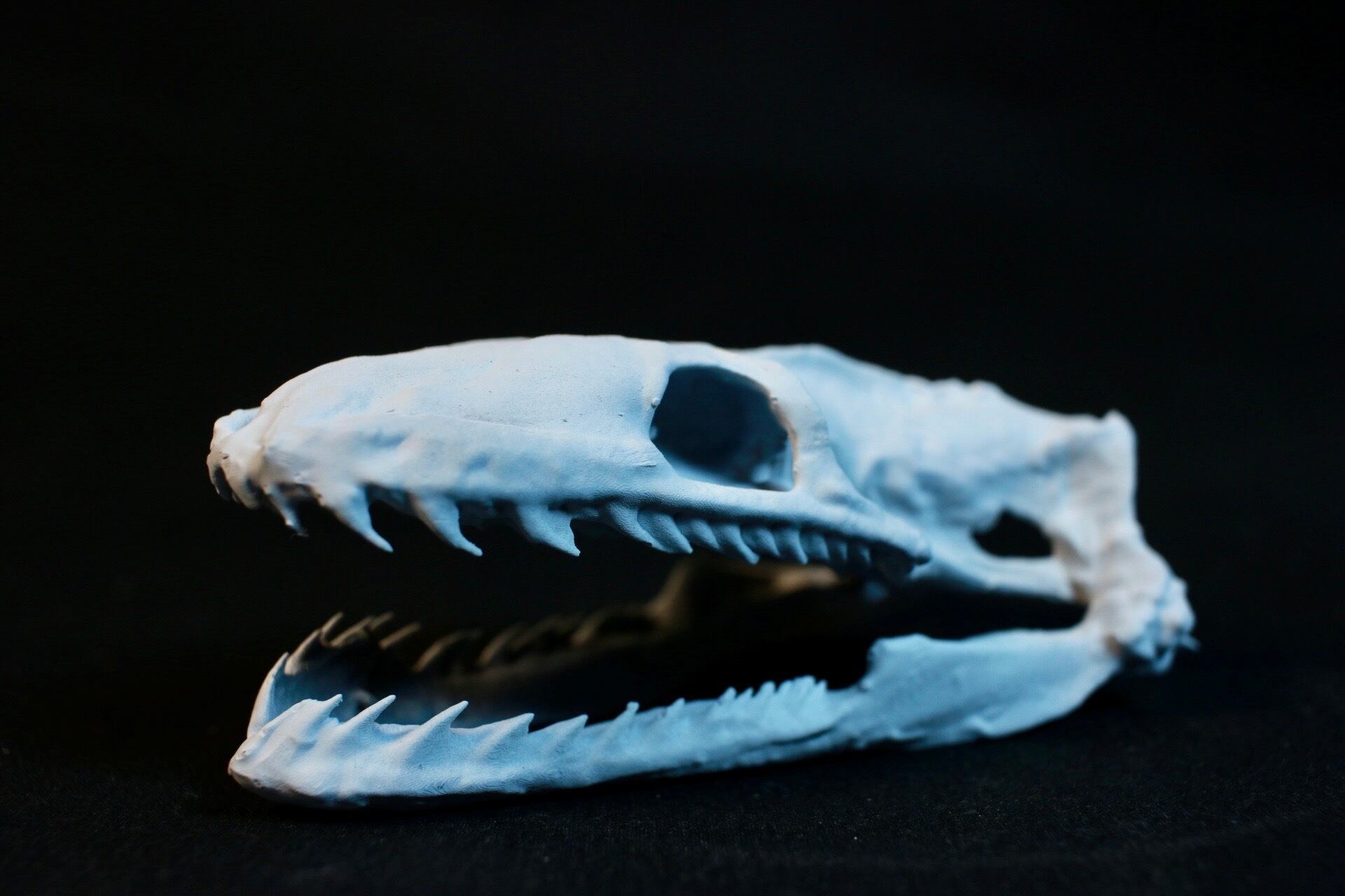 選べる2色・リング付き】ブラッドパイソン 頭骨レプリカ | アンフィ