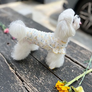 【PET】爽やかな春色カラーの桜花柄Tシャツ