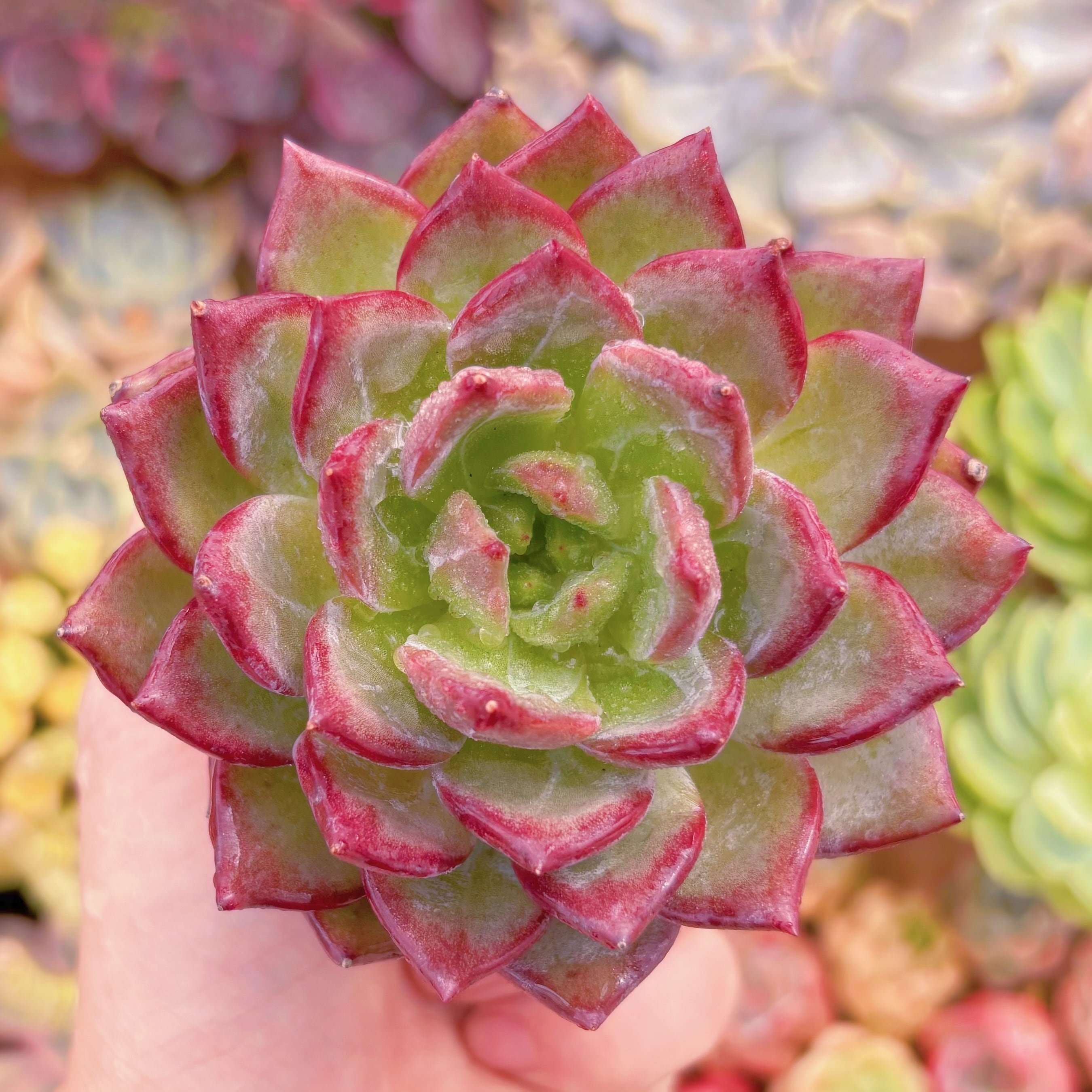 現品　黒武士#876　るる農園