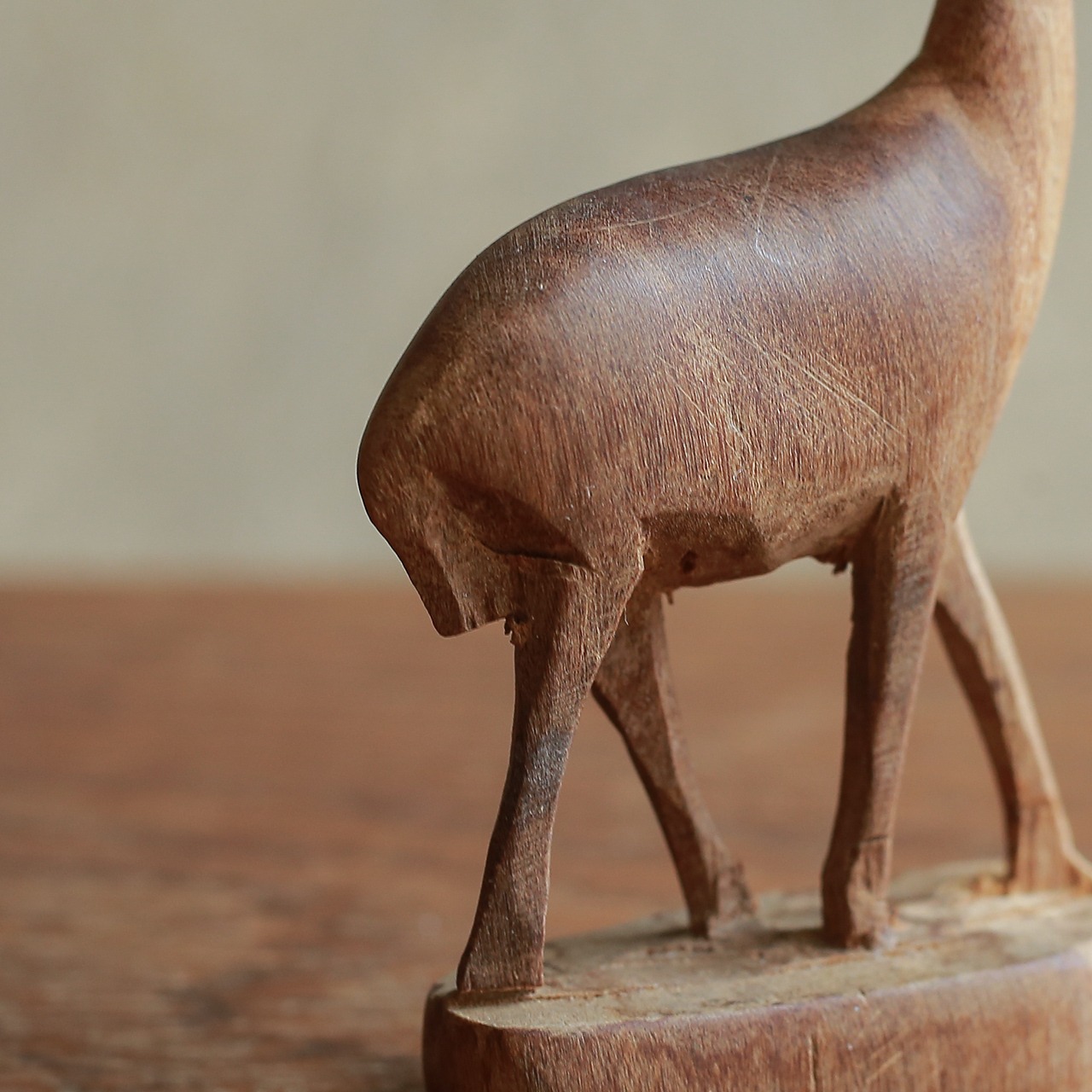 凛々しい立ち姿の、小柄なトムソンガゼル 3